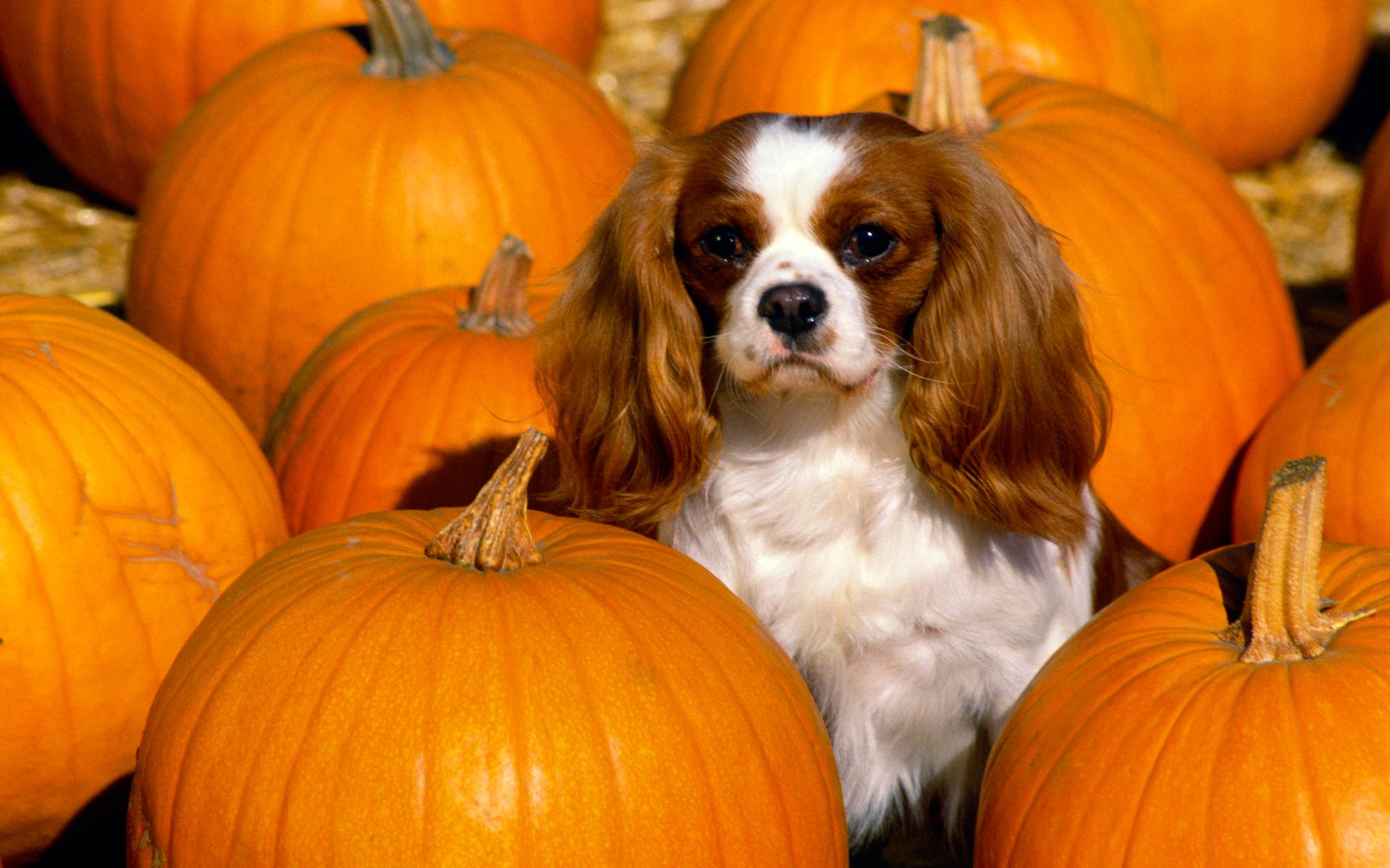 perro orejas calabaza color