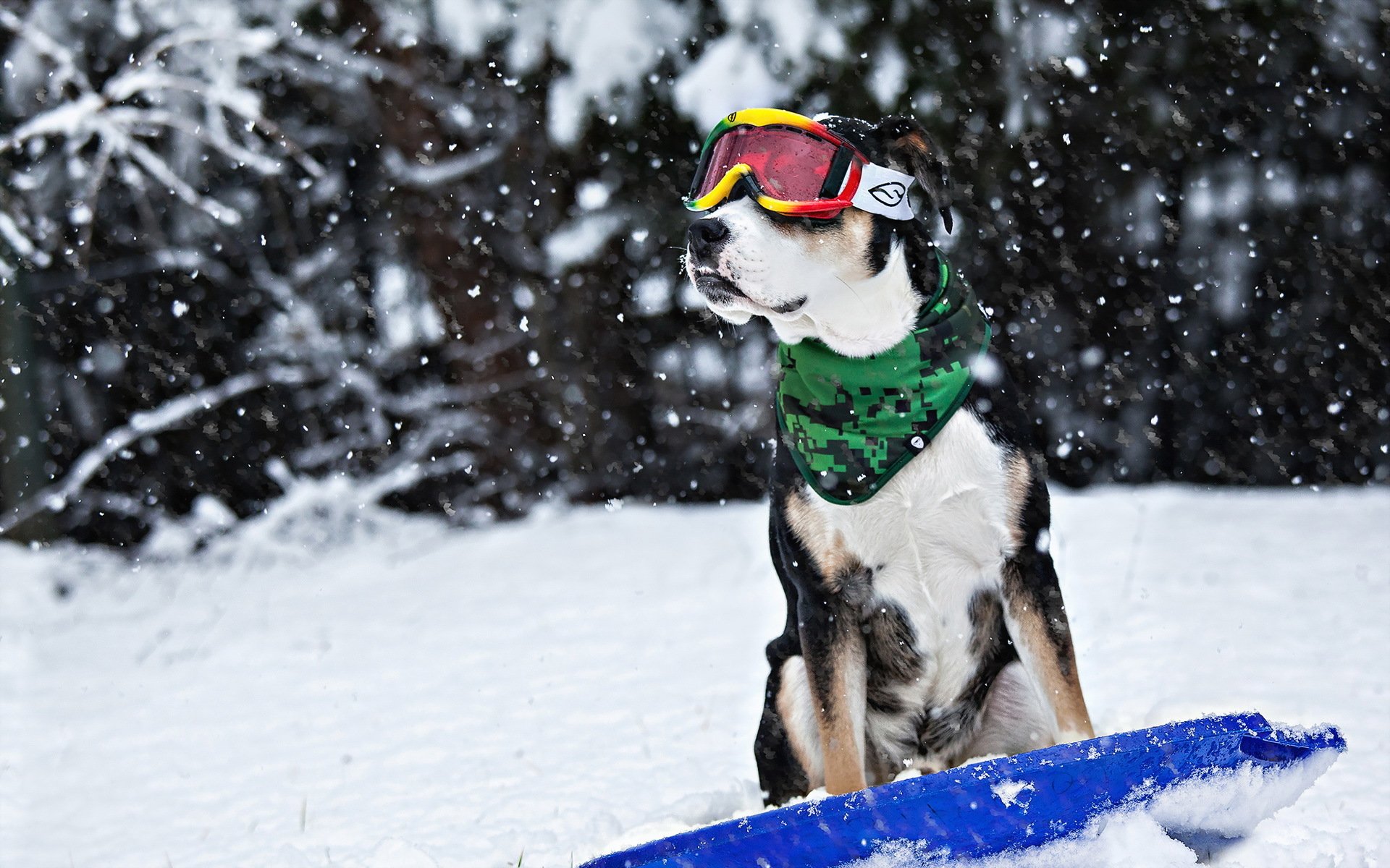 perro amigo invierno nieve