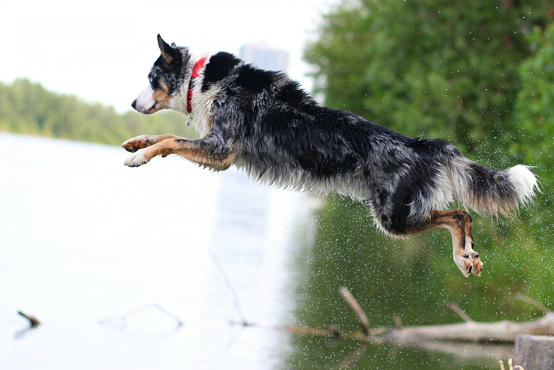 amigo perro salto