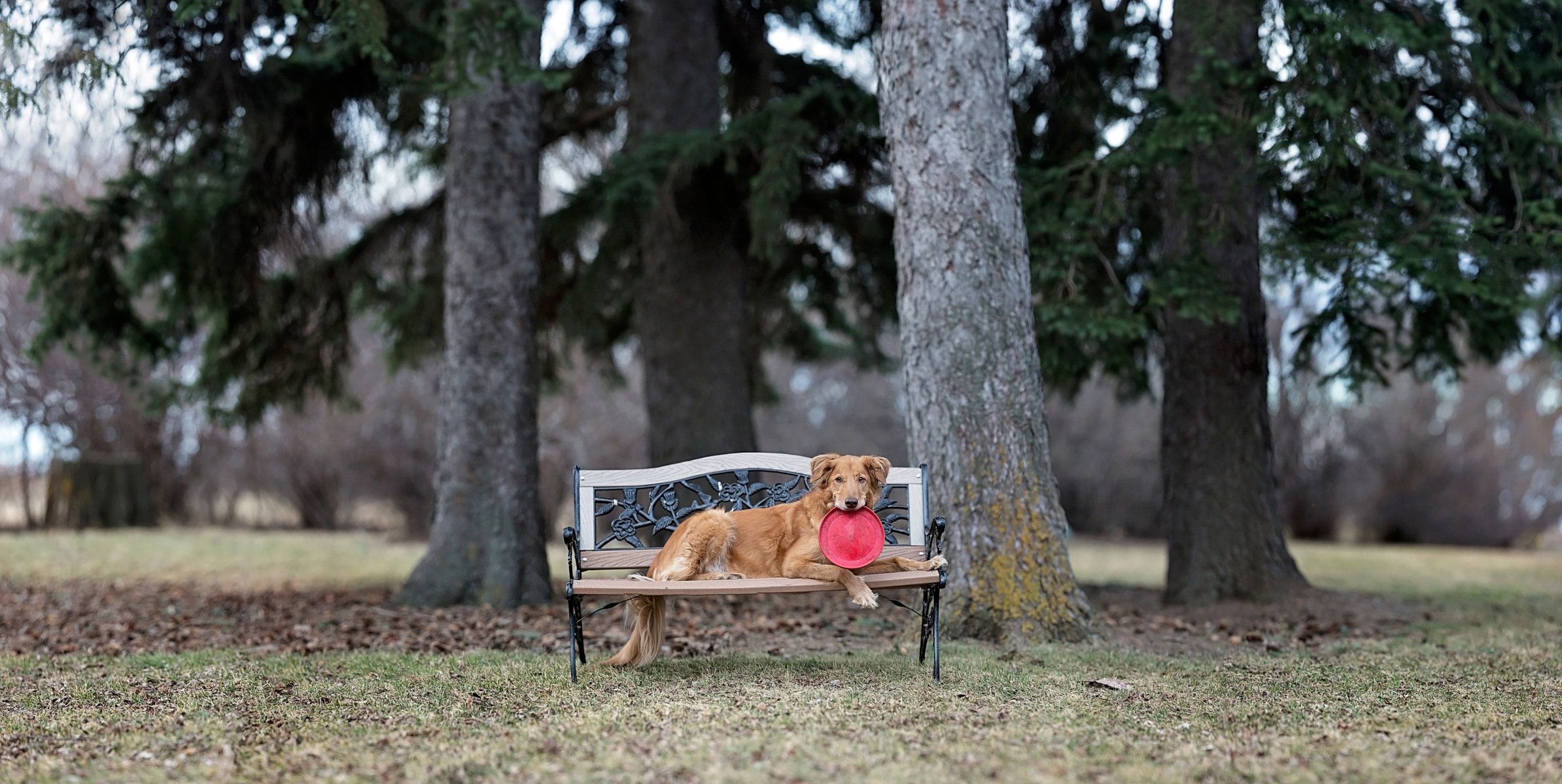 bench park dog