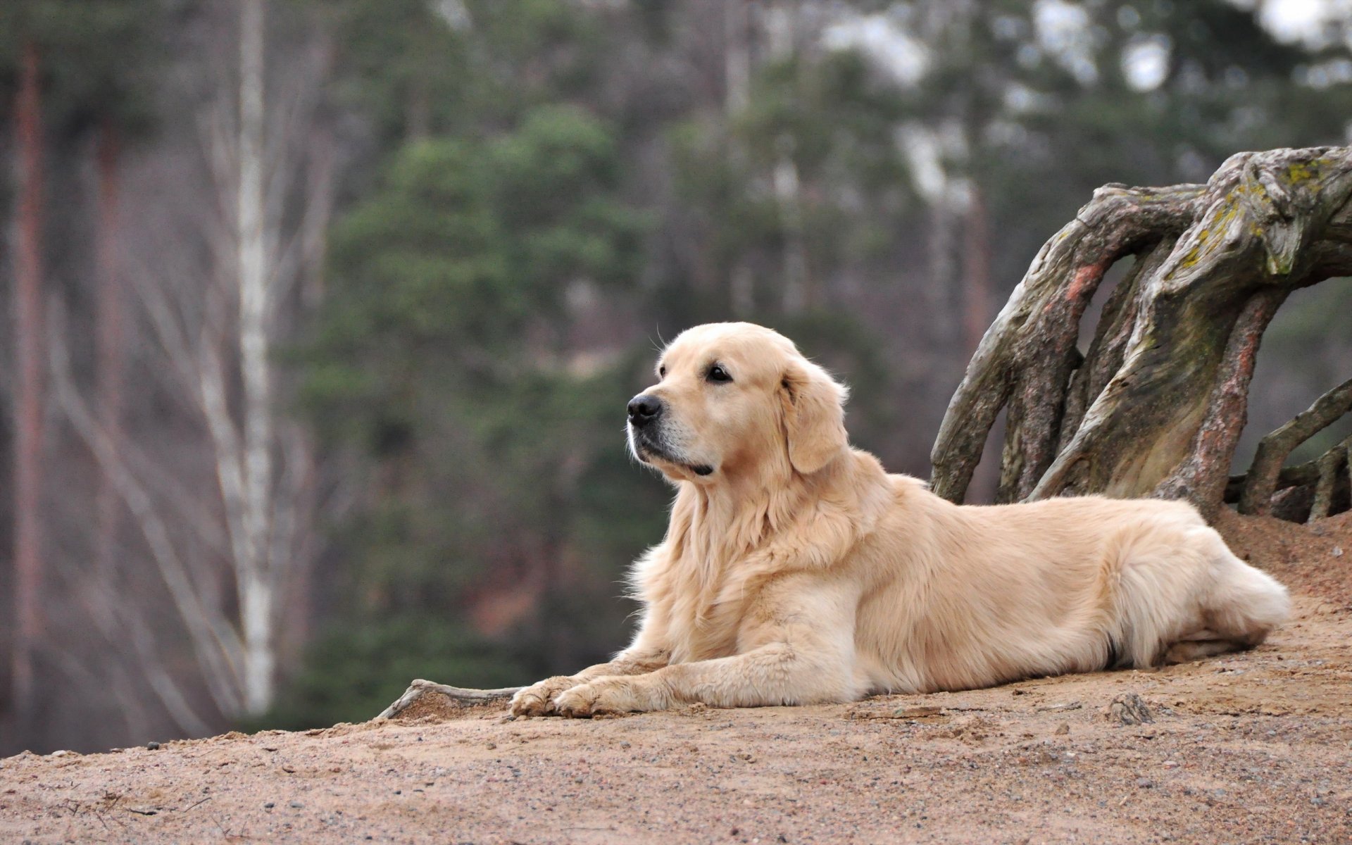 chien regard ami