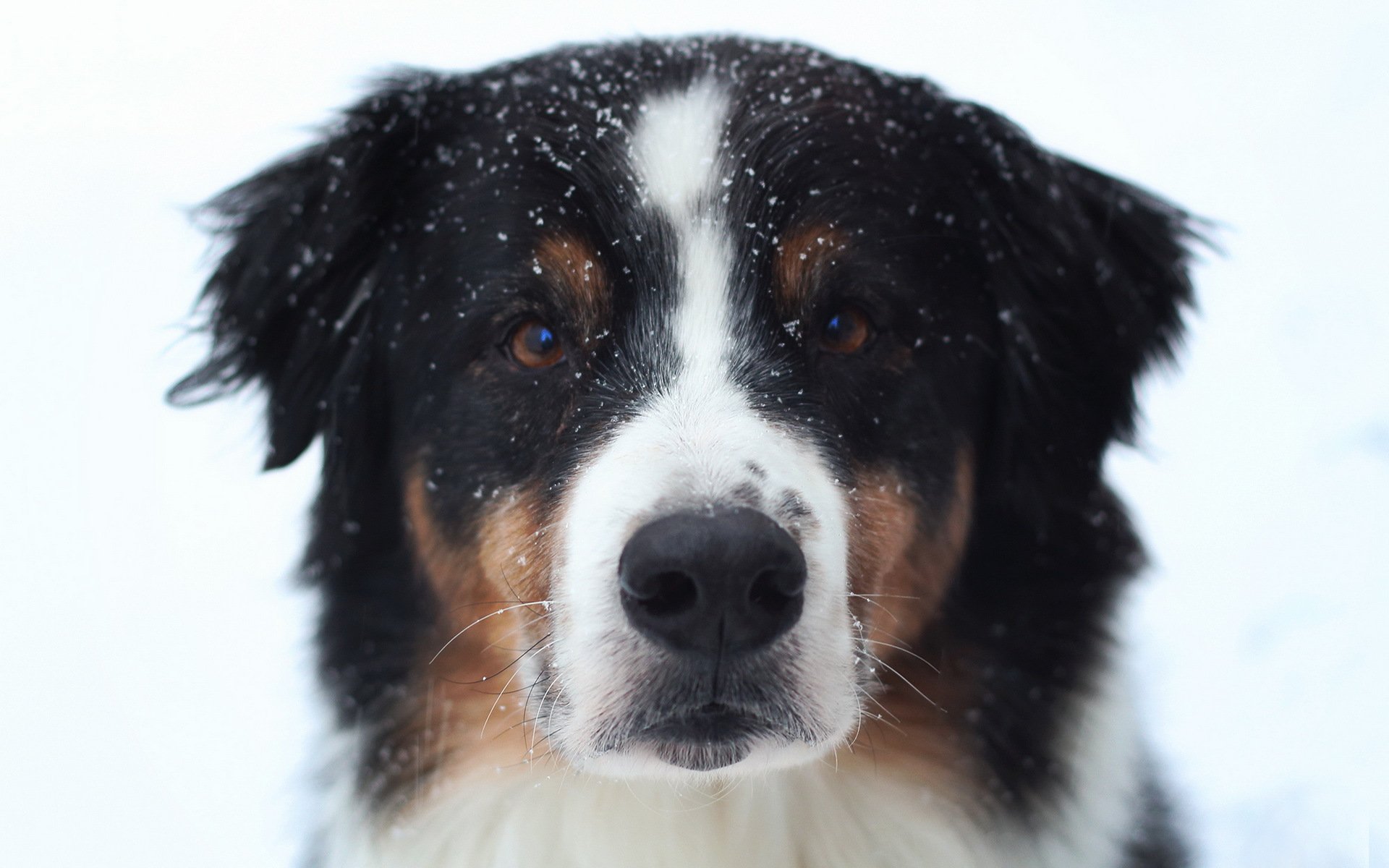 hund blick freund