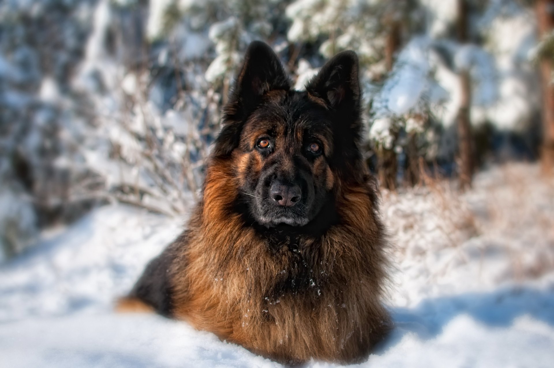 deutscher schäferhund hund blick wald