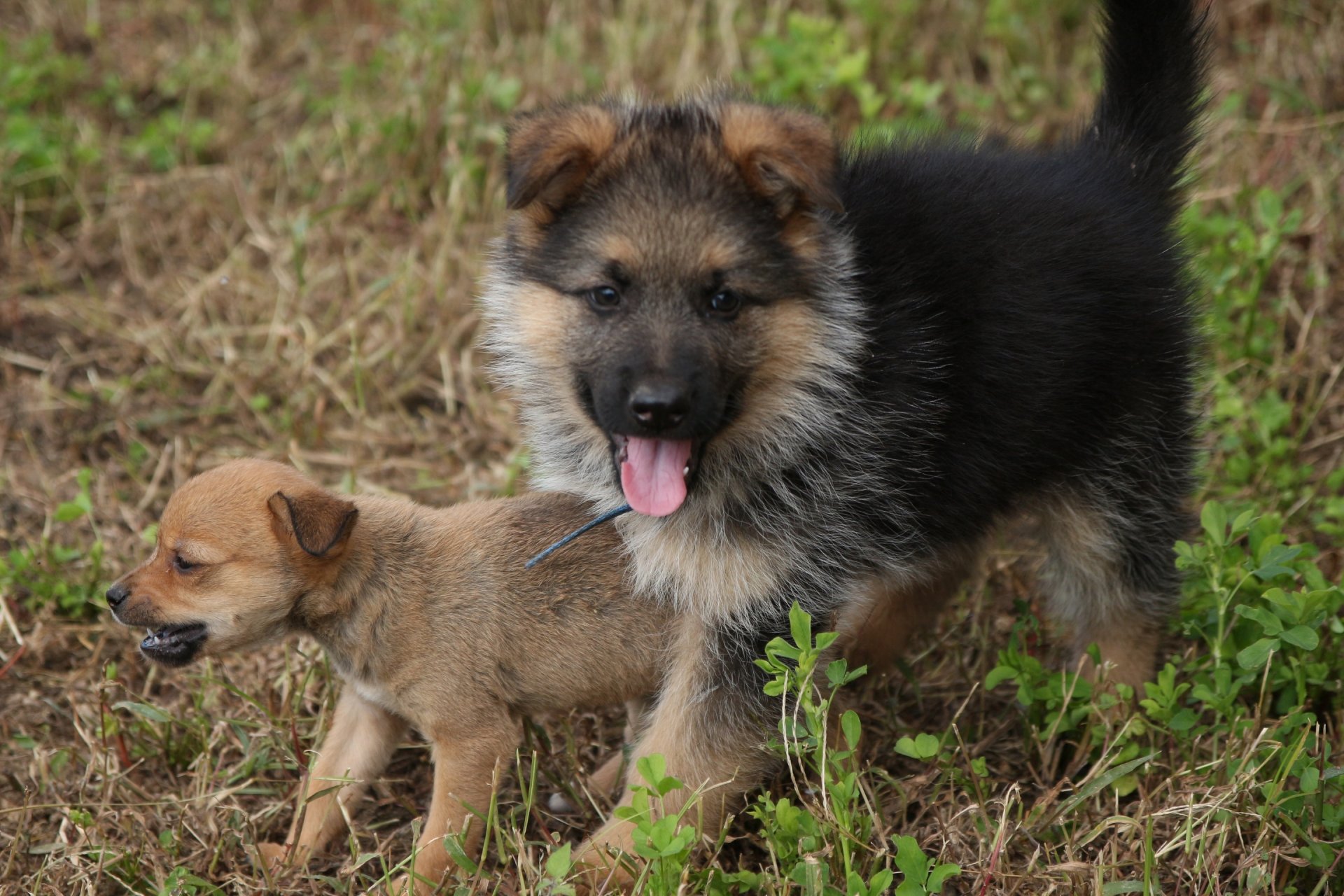 cani cuccioli bambini