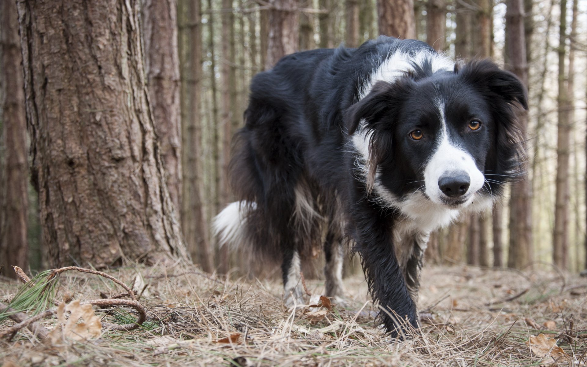 collie perro amigo