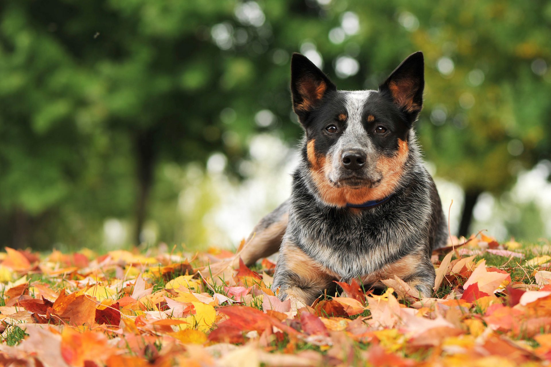 chien vue ami automne