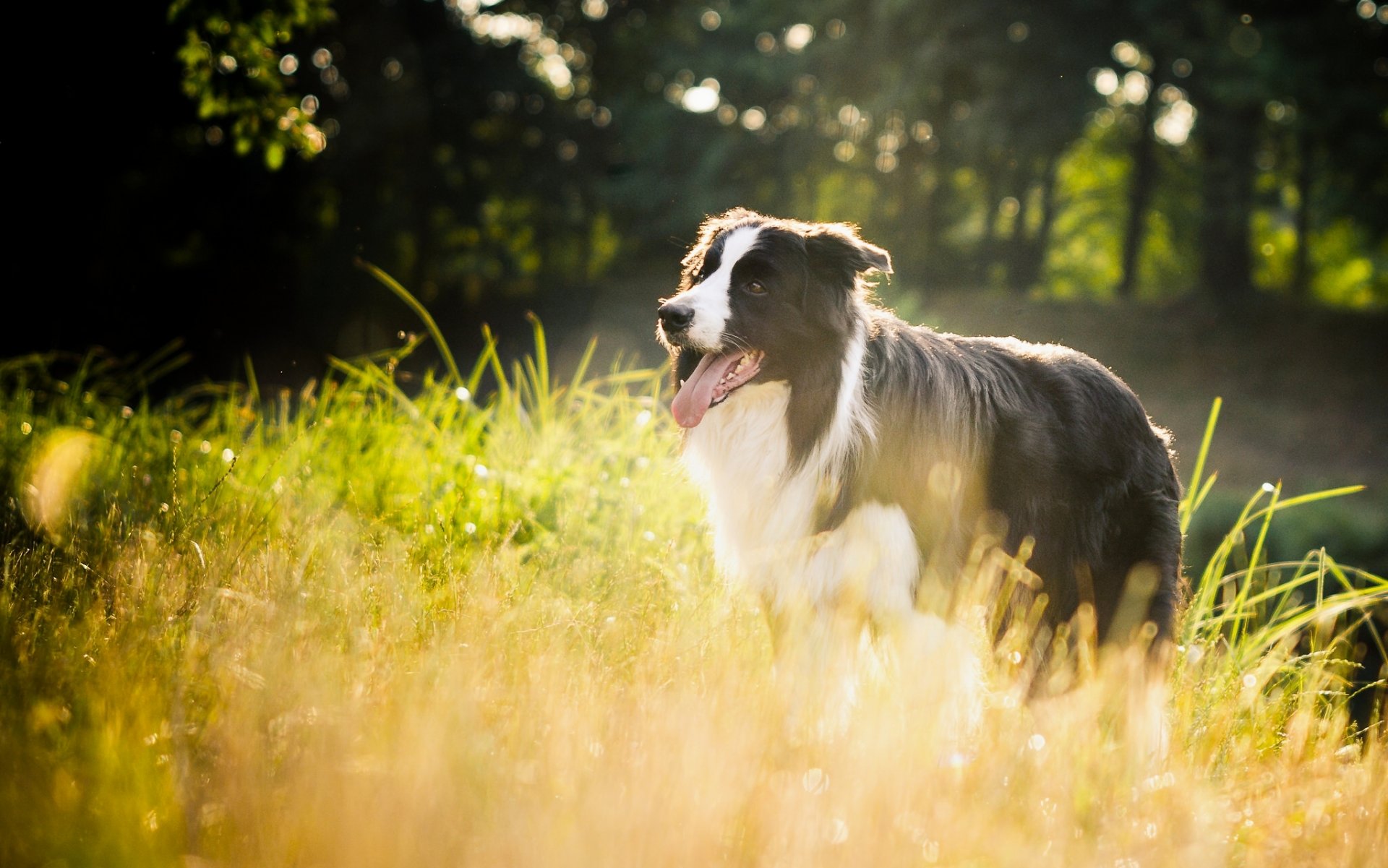 border collie chien herbe