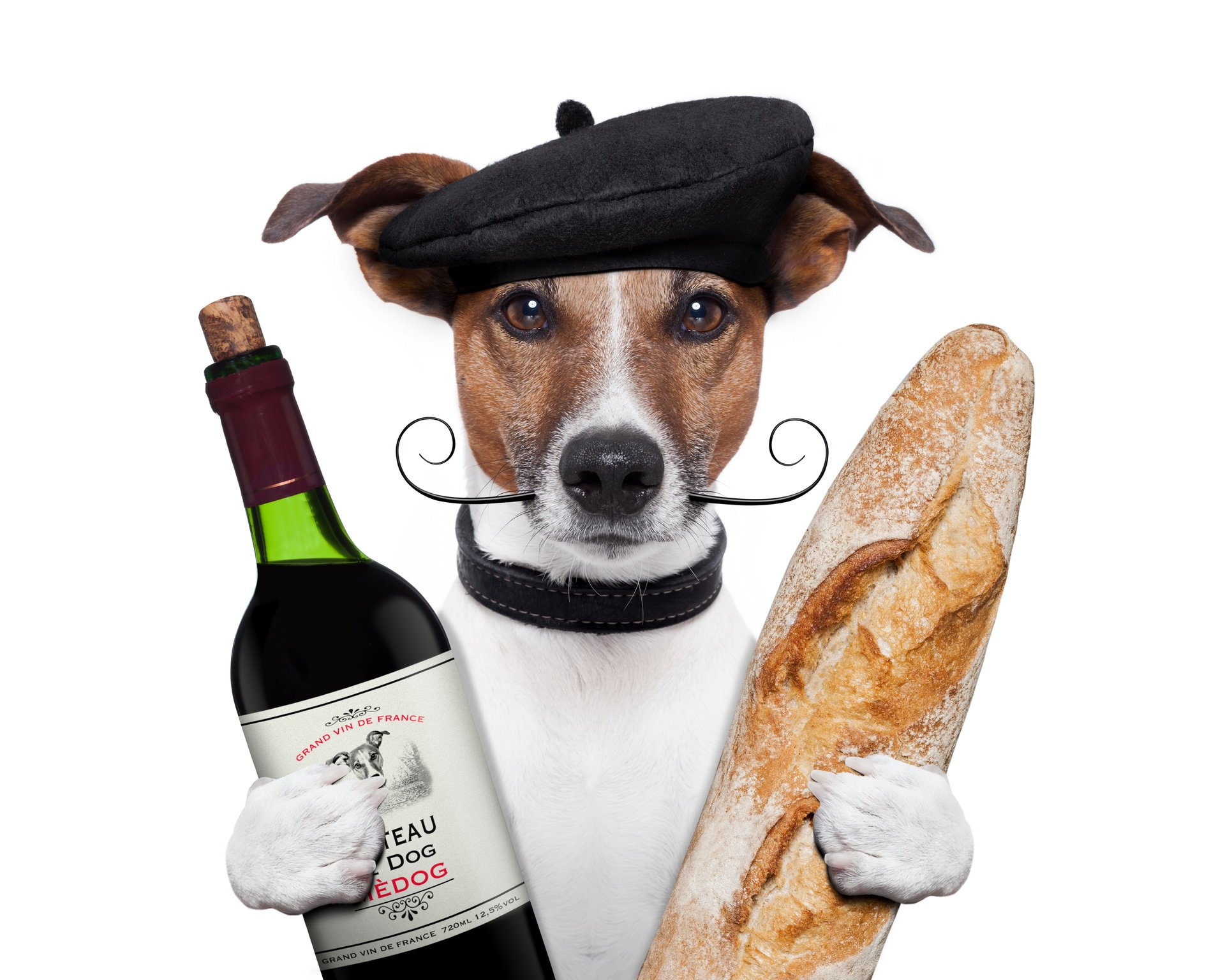 jack russell terrier cane berretto baffi vino pane bottiglia pagnotta zampe sfondo bianco umorismo