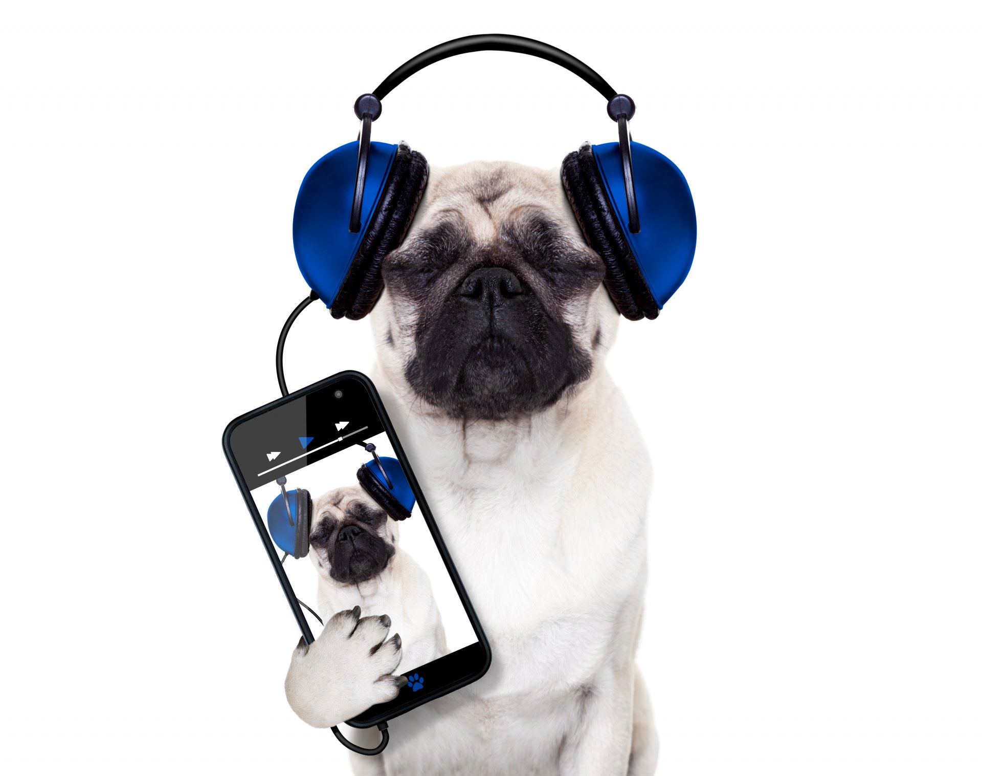 pug dog phone headphones smartphone white background humor