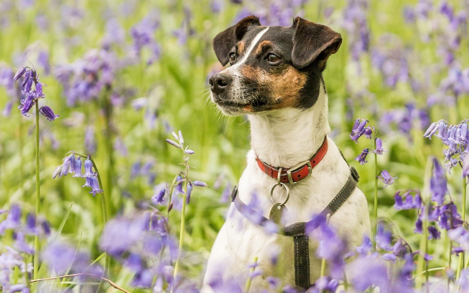 dog necklace meadow flower bells portrait