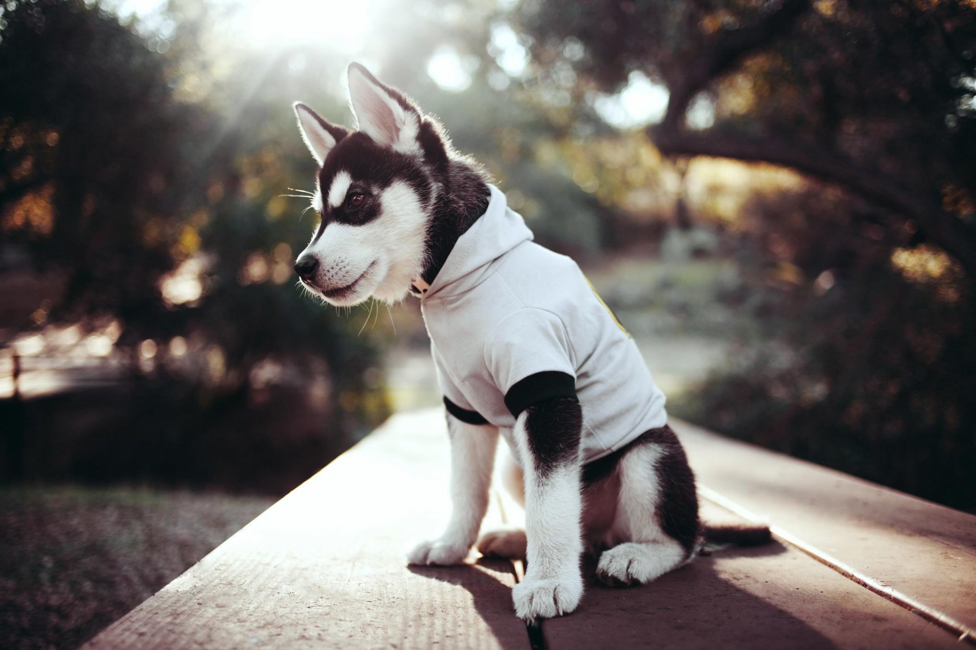 chiot husky vêtements