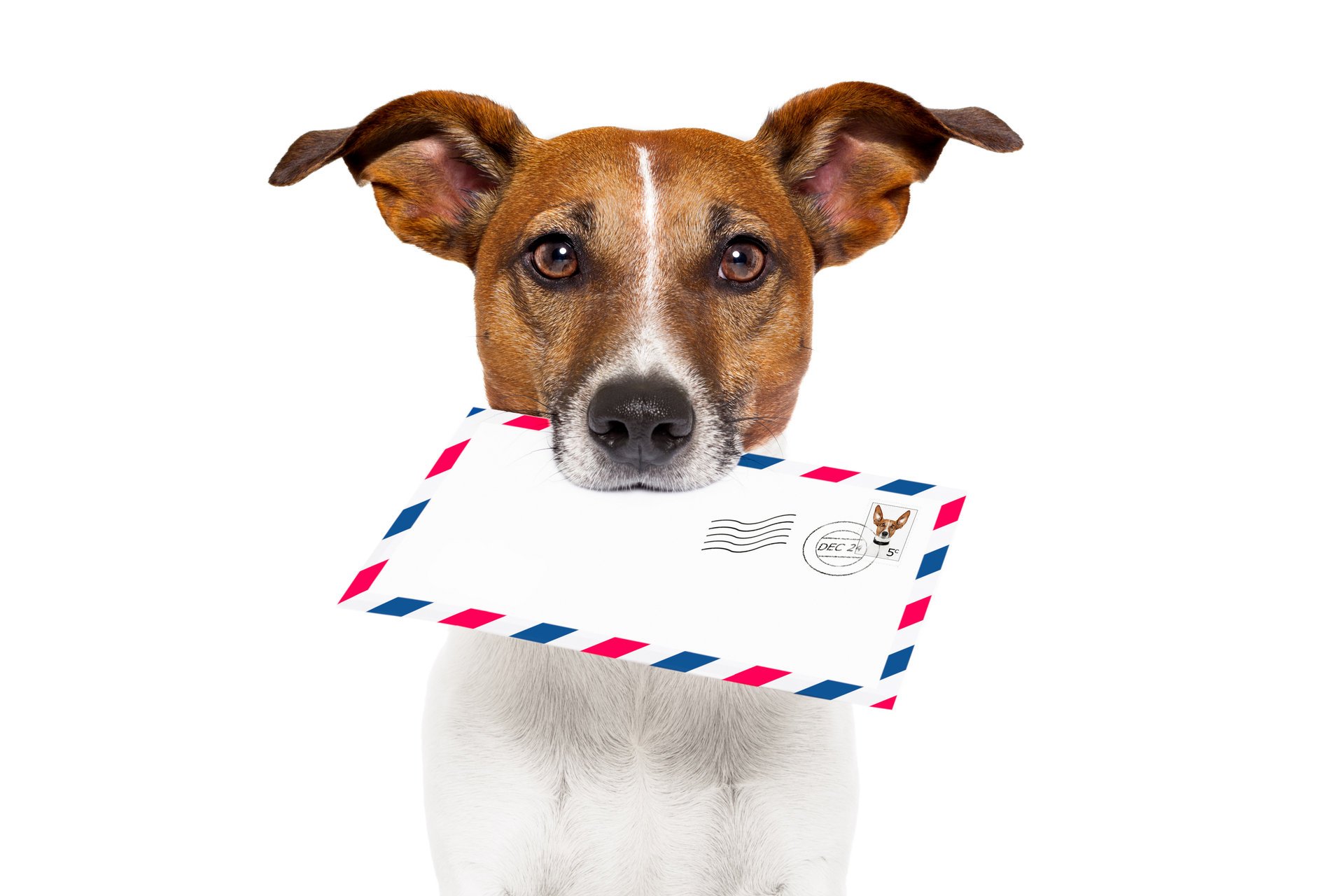 jack russell terrier lettre courrier livraison fond blanc