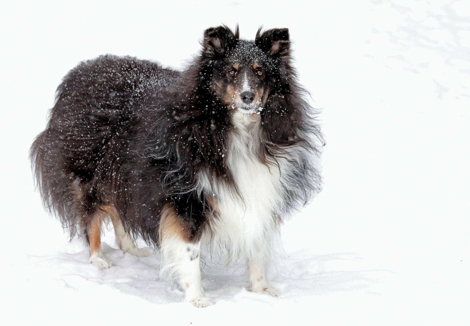 hund blick freund schnee