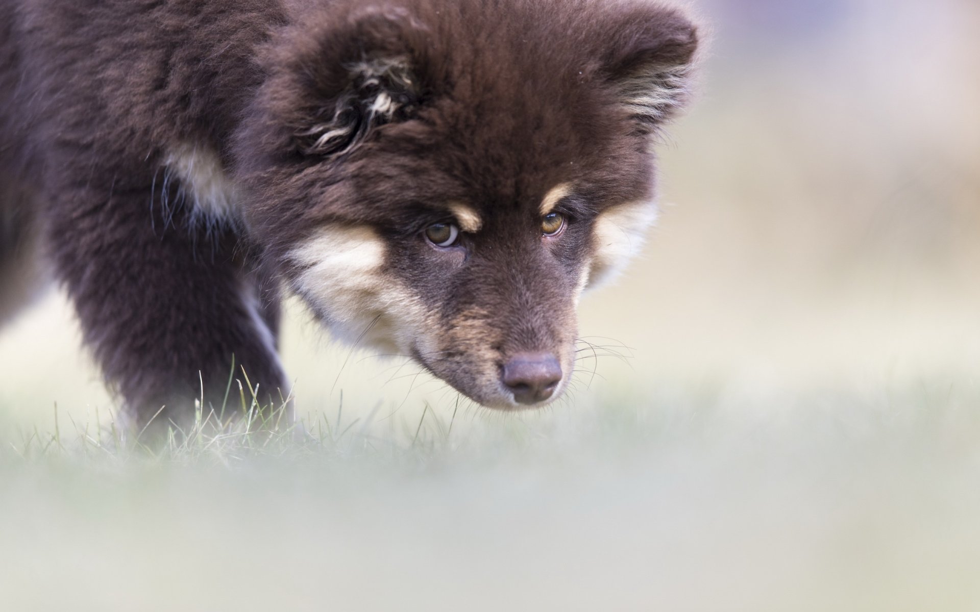 chien regard ami