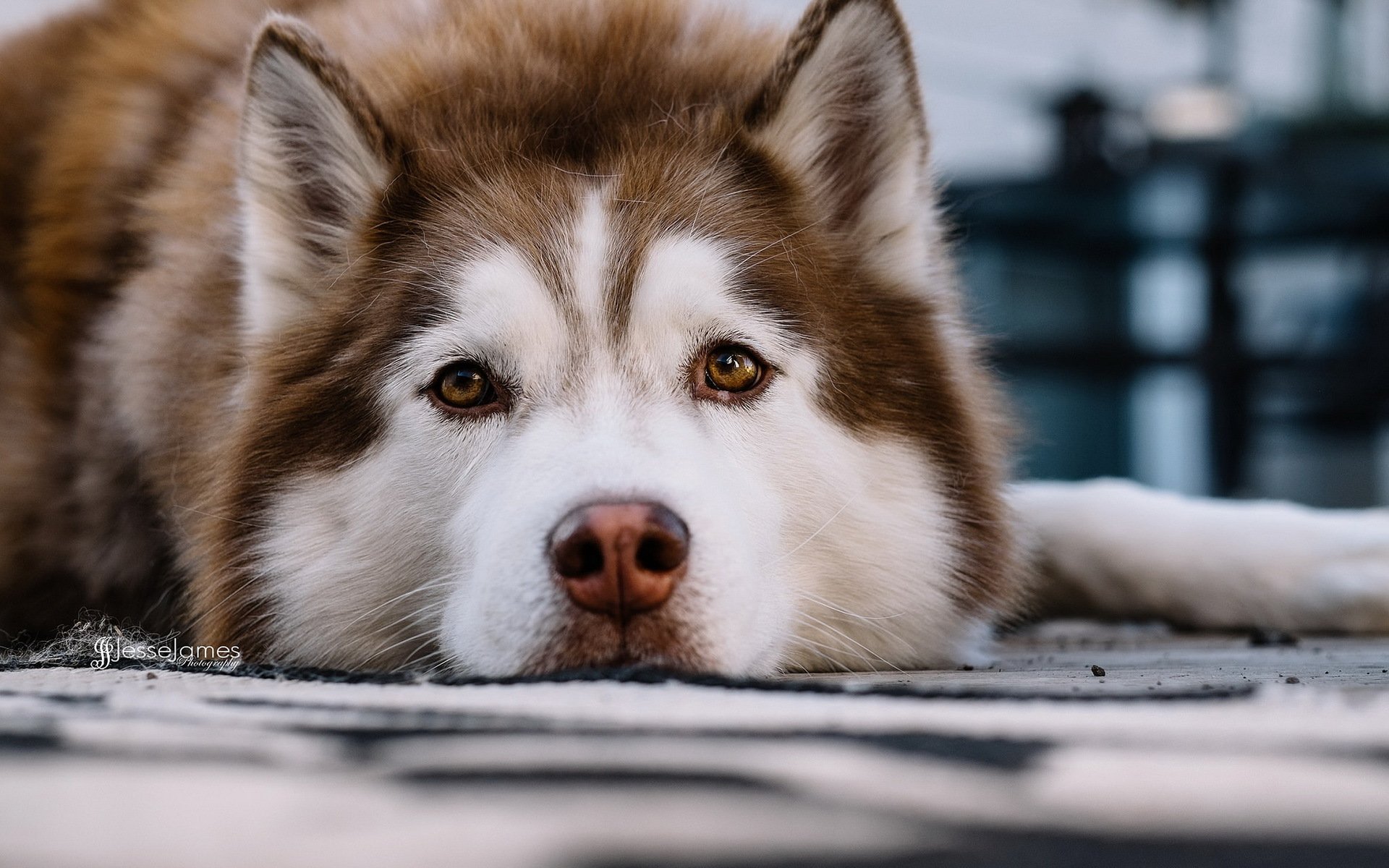 chien regard ami