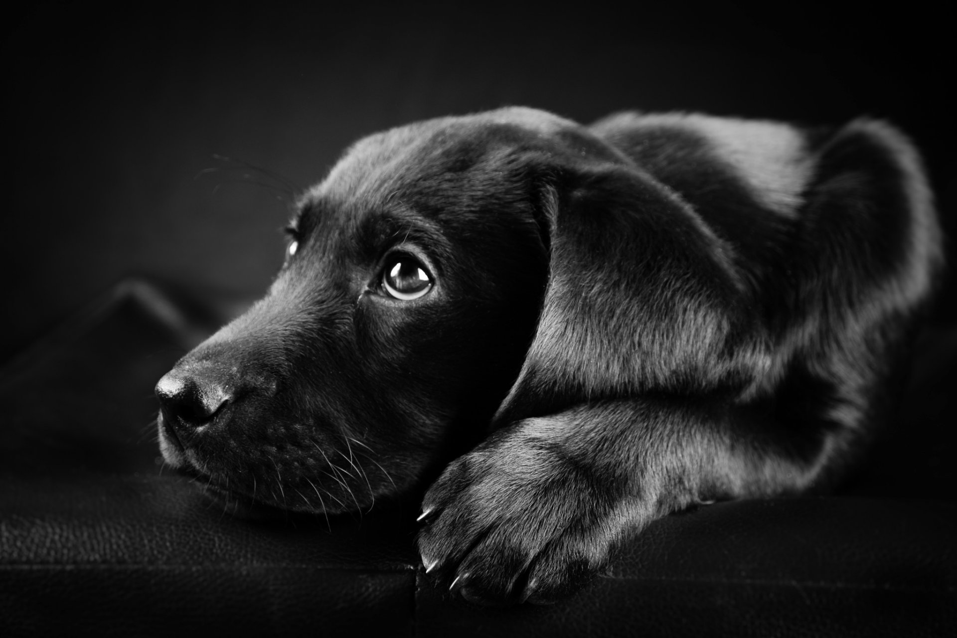 perro labrador negro blanco foto