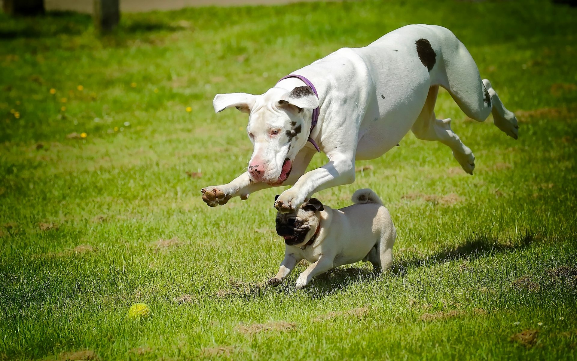 chiens dogue carlin course course