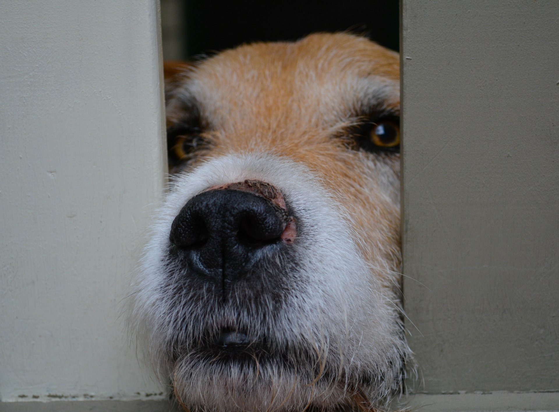 hund blick hund schnauze nase