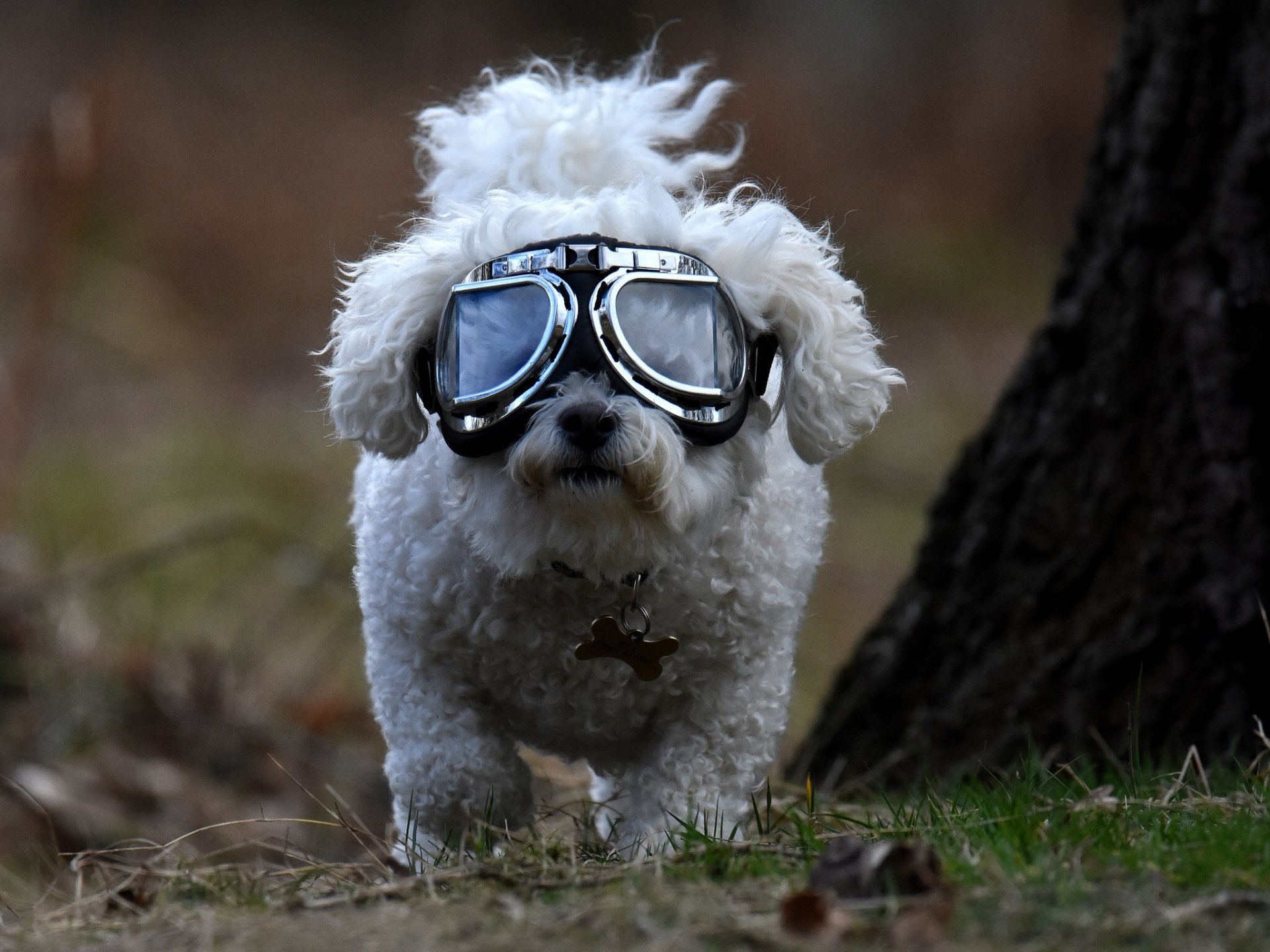 dog bichon sunglasse