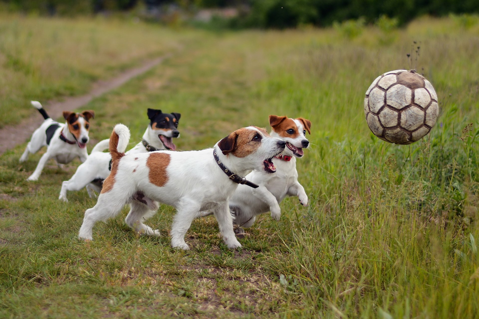 hunde ball freunde sport fußball