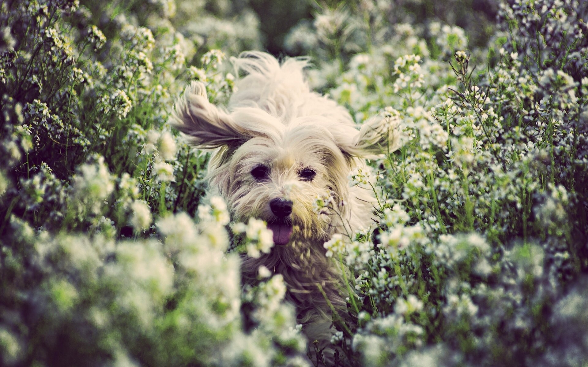 coton de tulear dog flower happiness mood