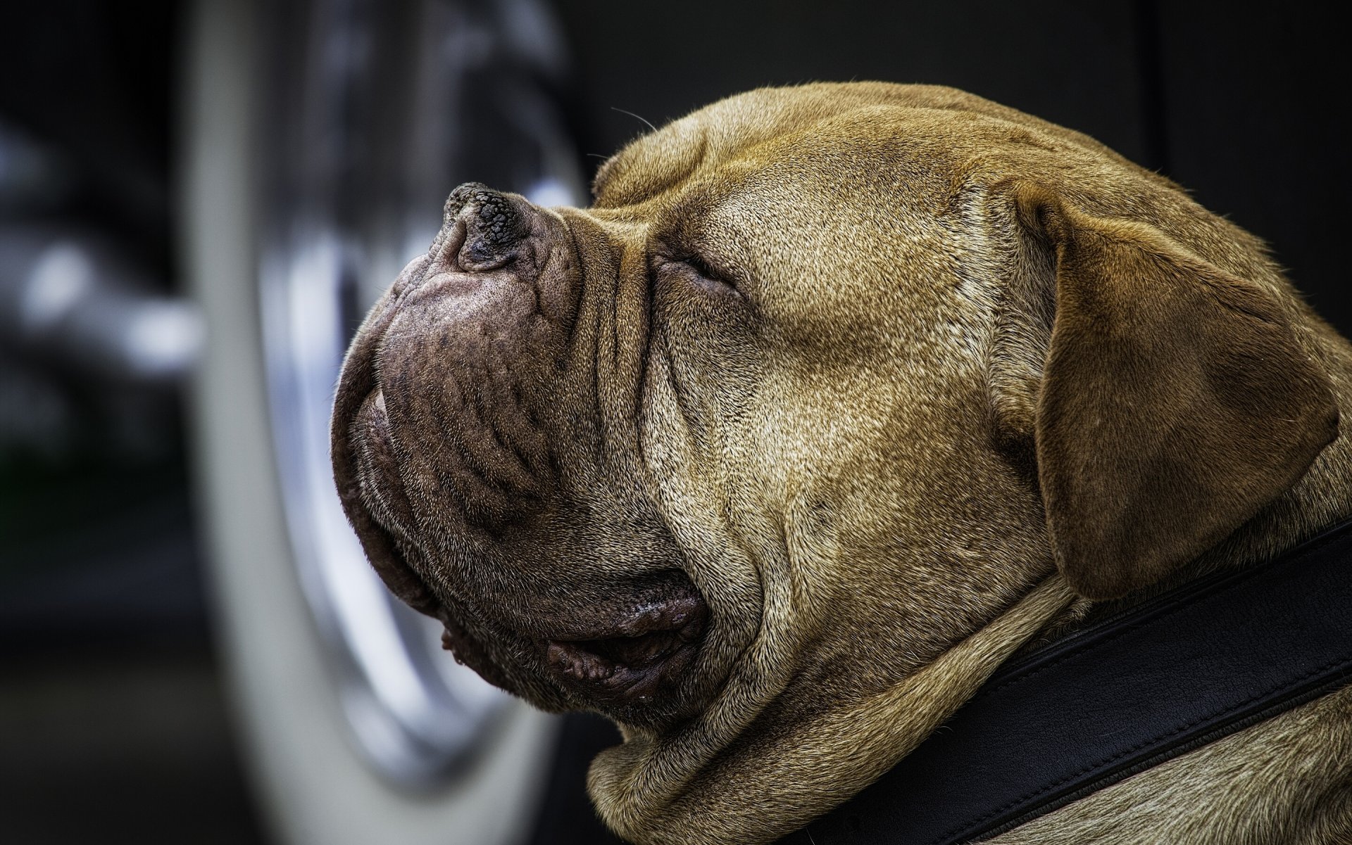 perro hocico collar retrato