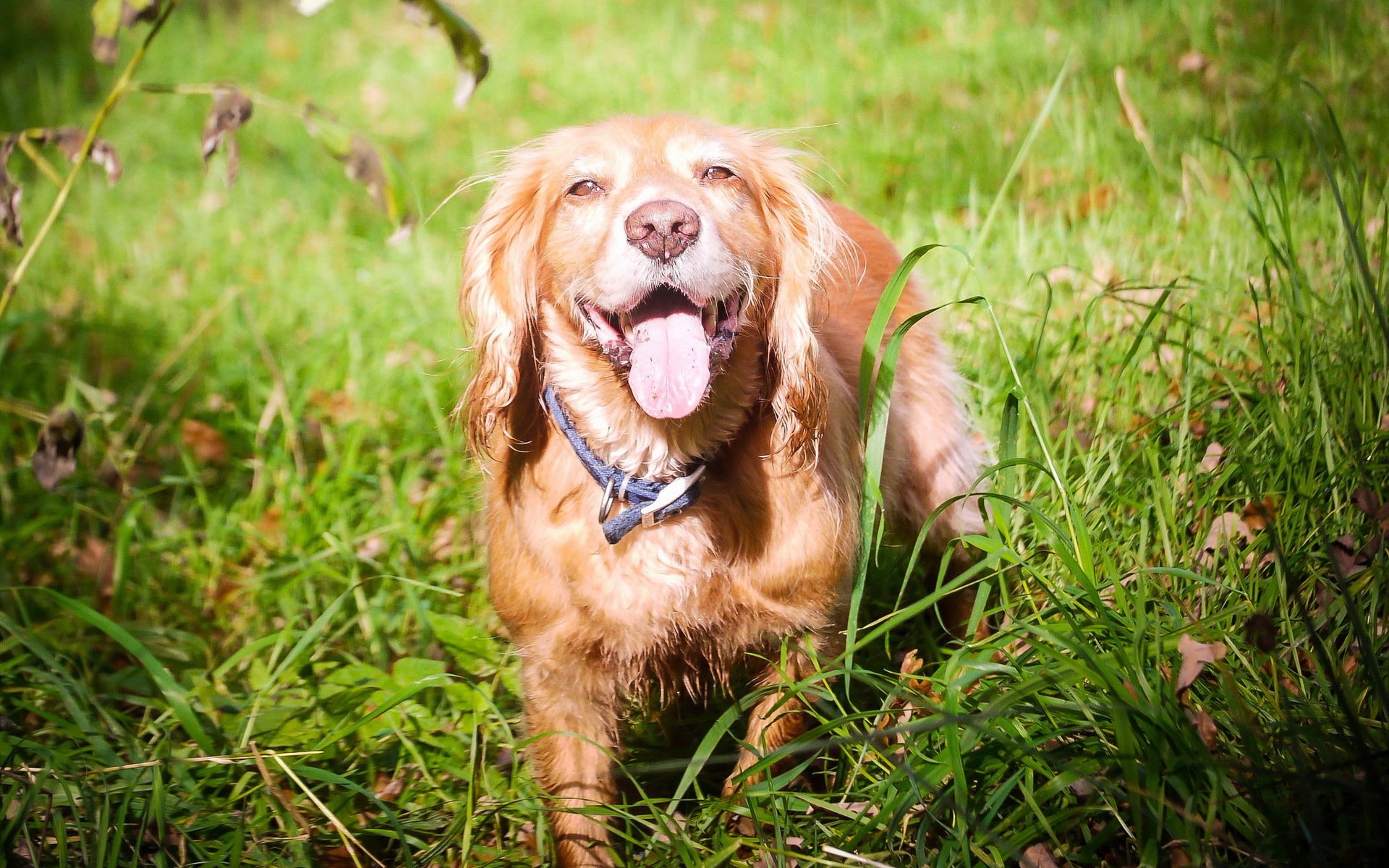 hund blick freund