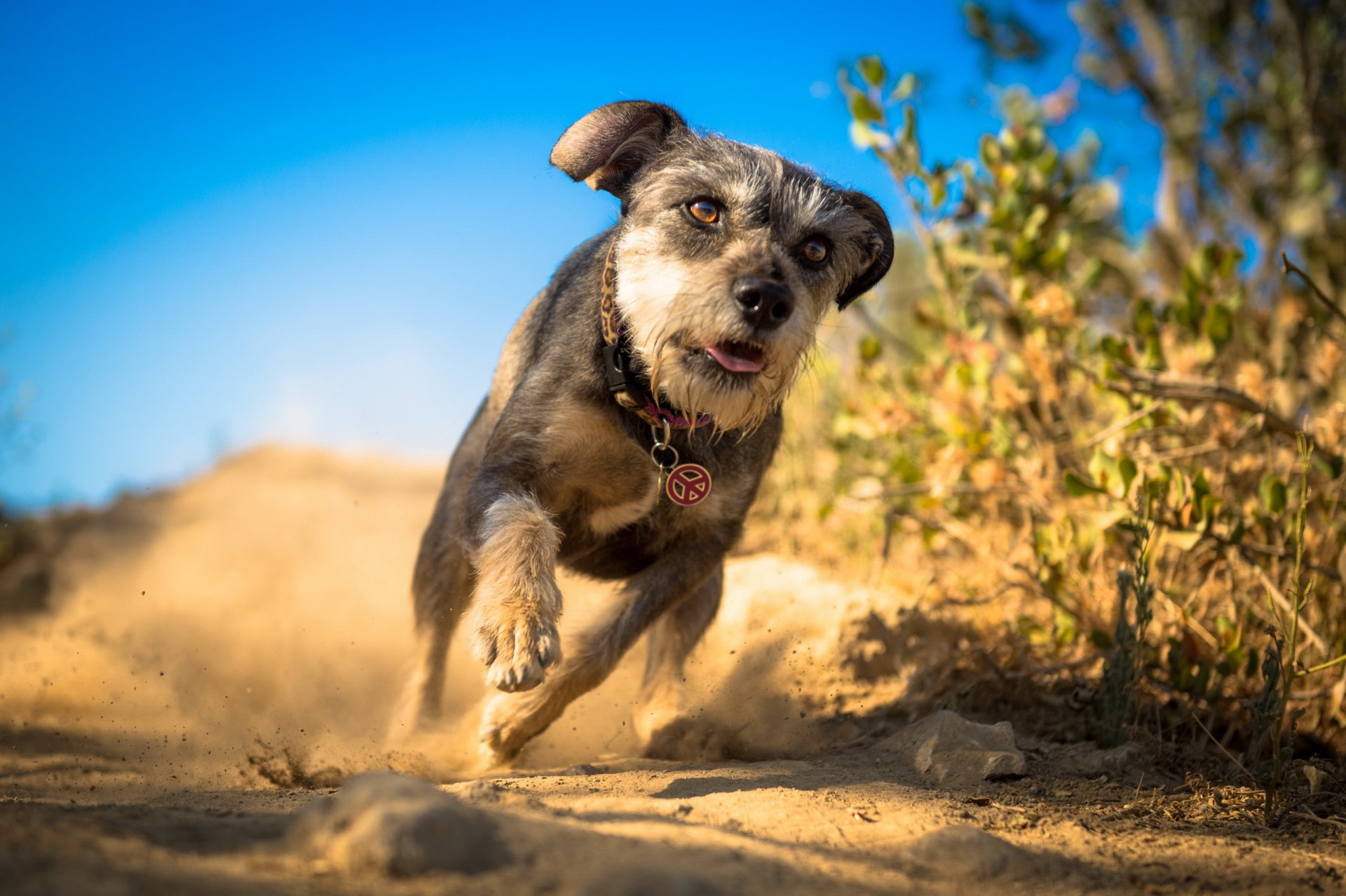 chien courir fond