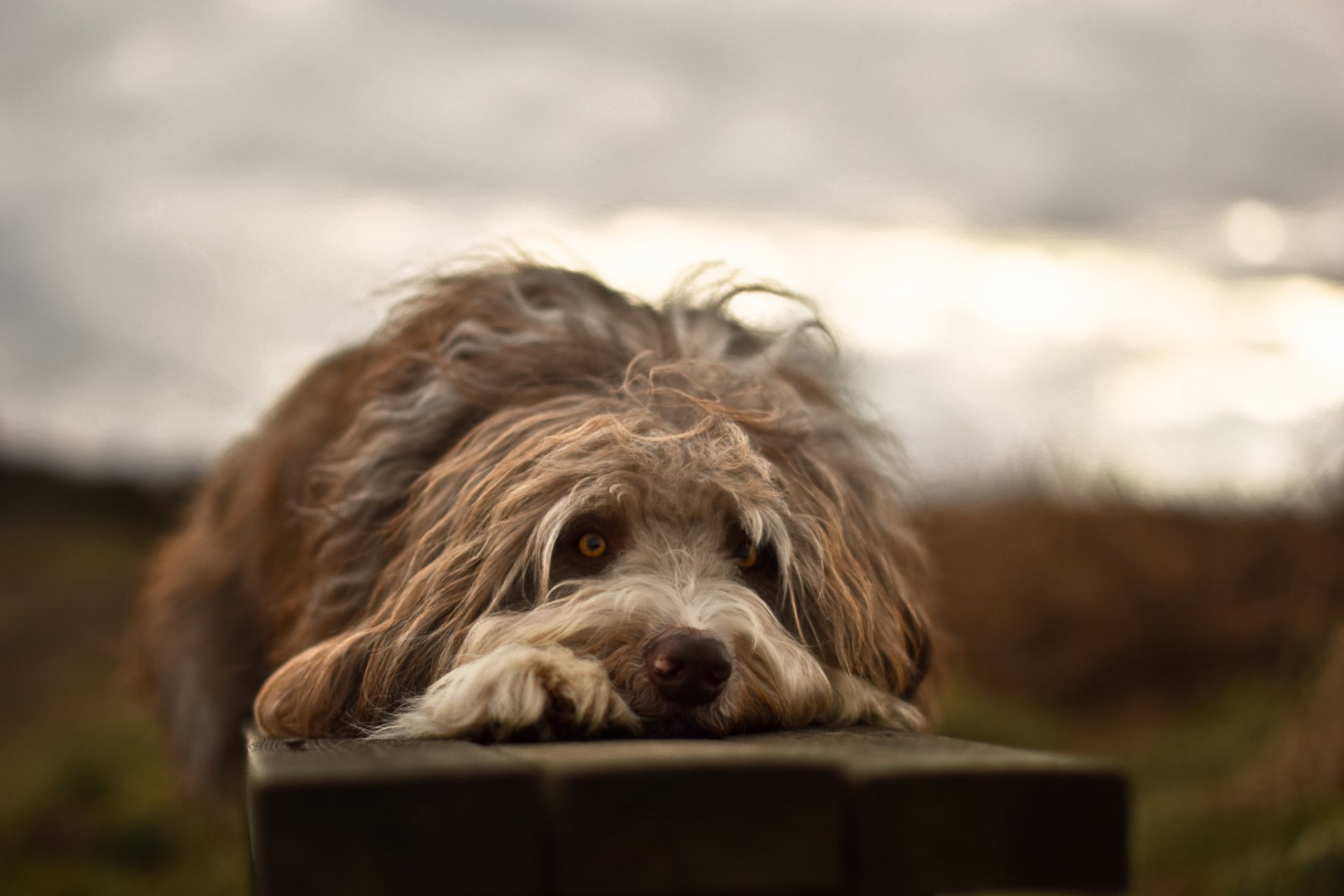 chien regard ami