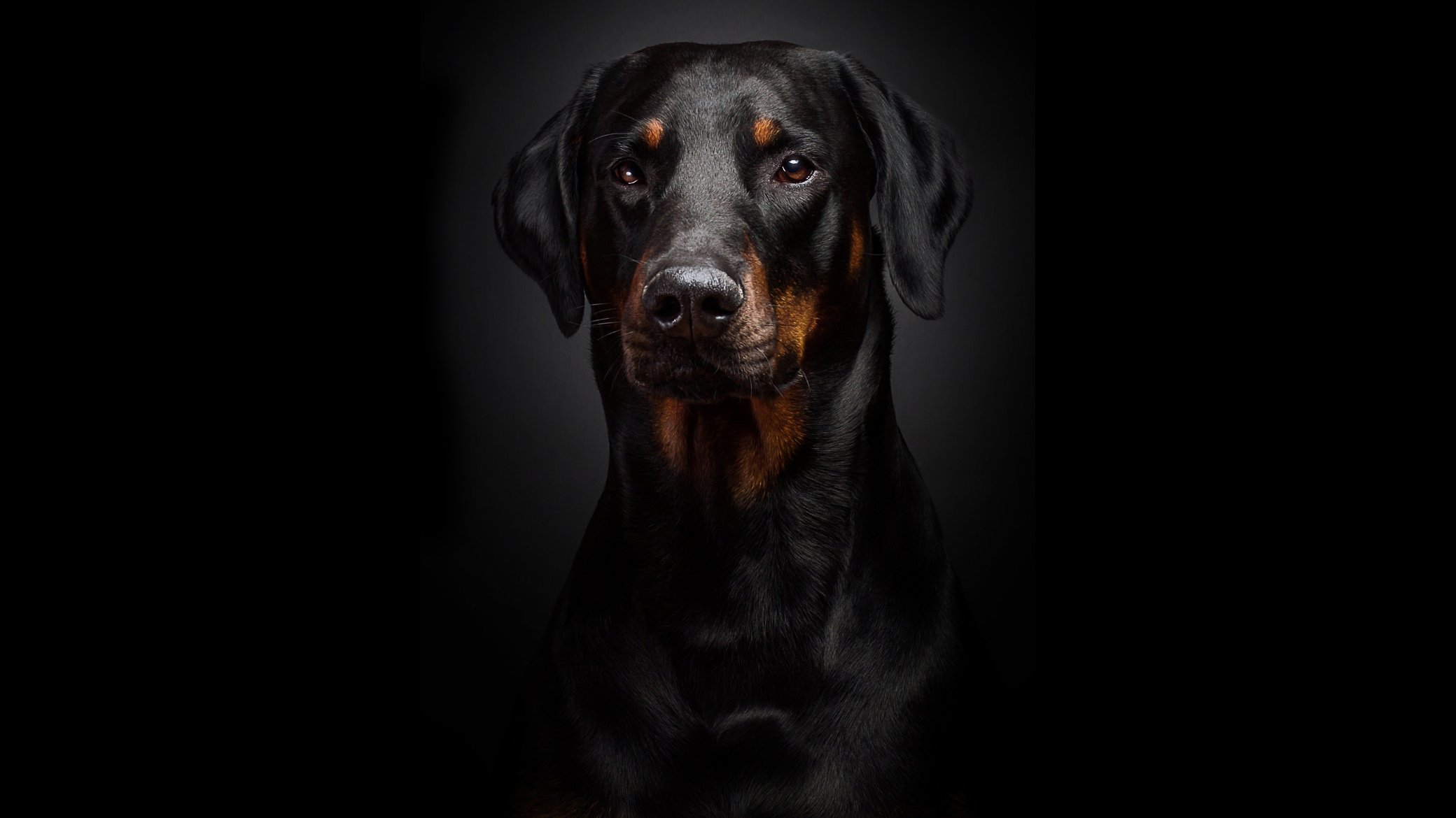 doberman portrait noir fond