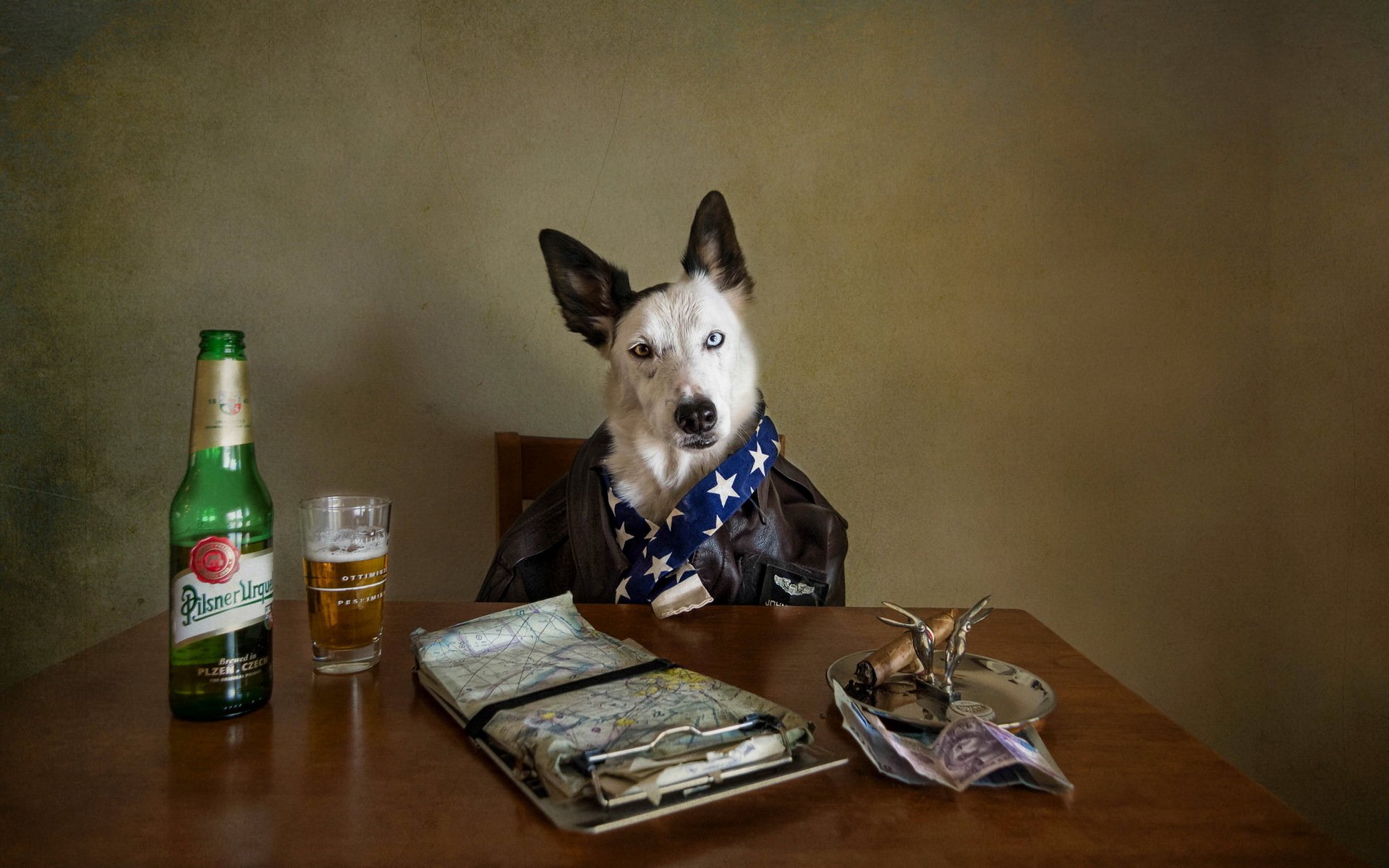 chien regard bière