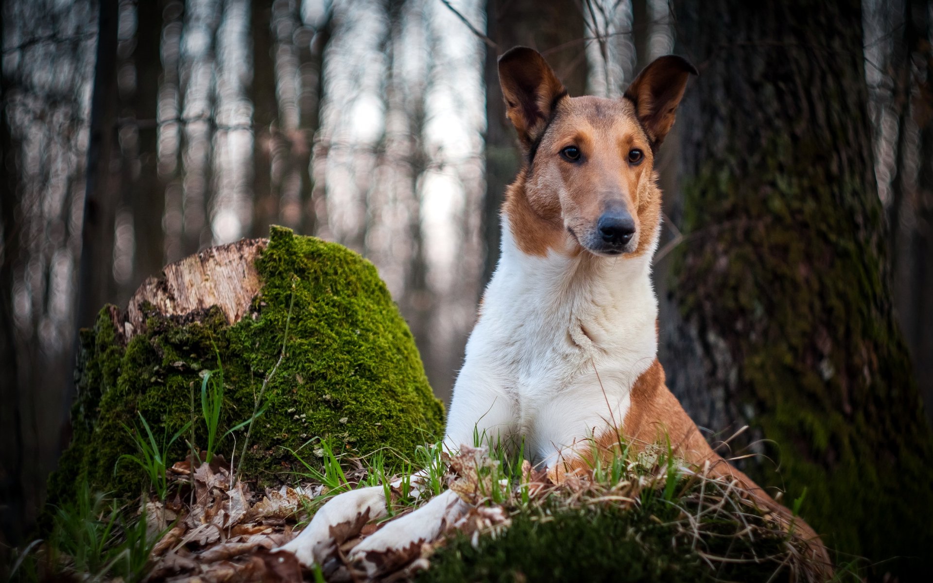 cane sguardo amico