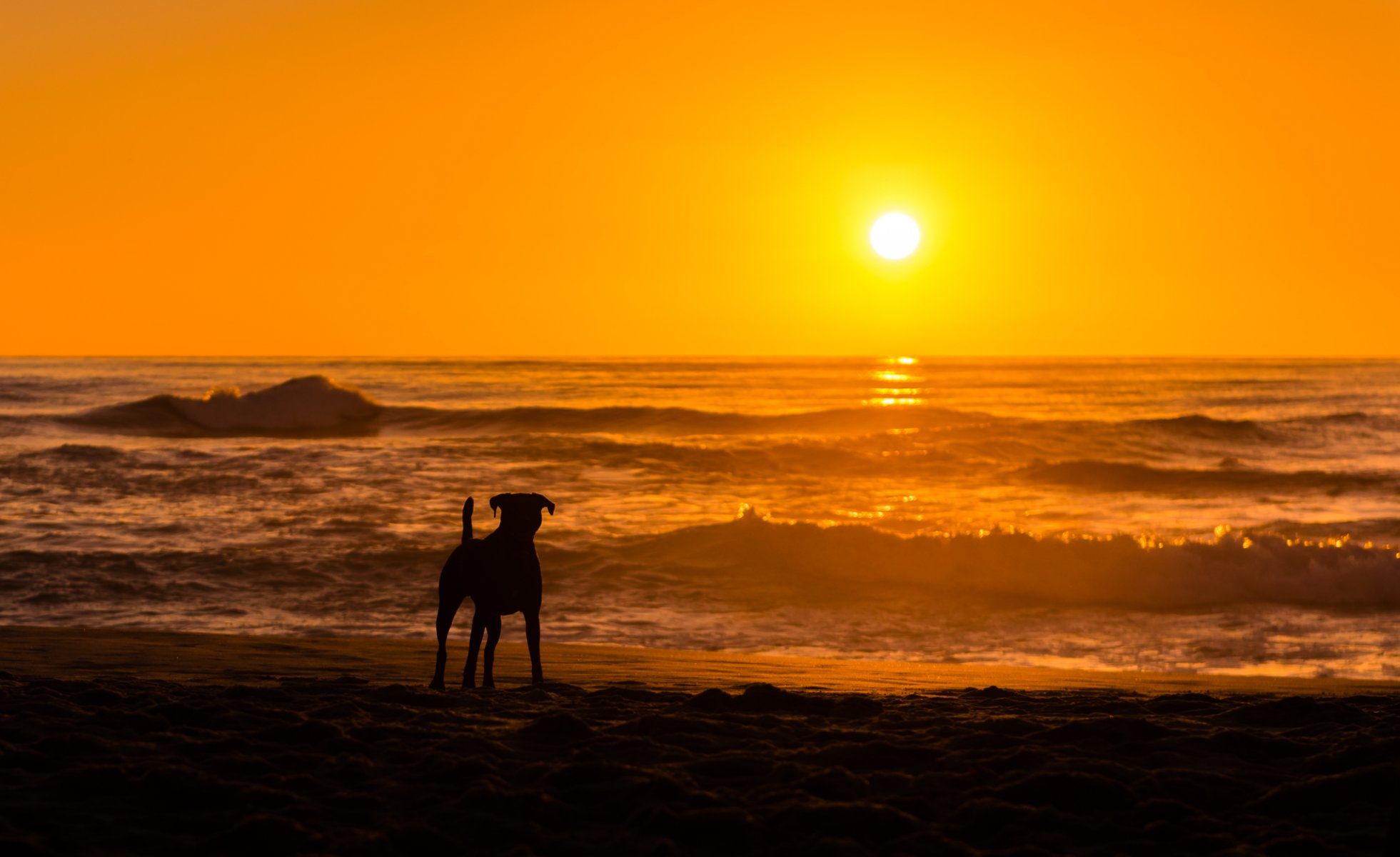 hund meer sonnenuntergang