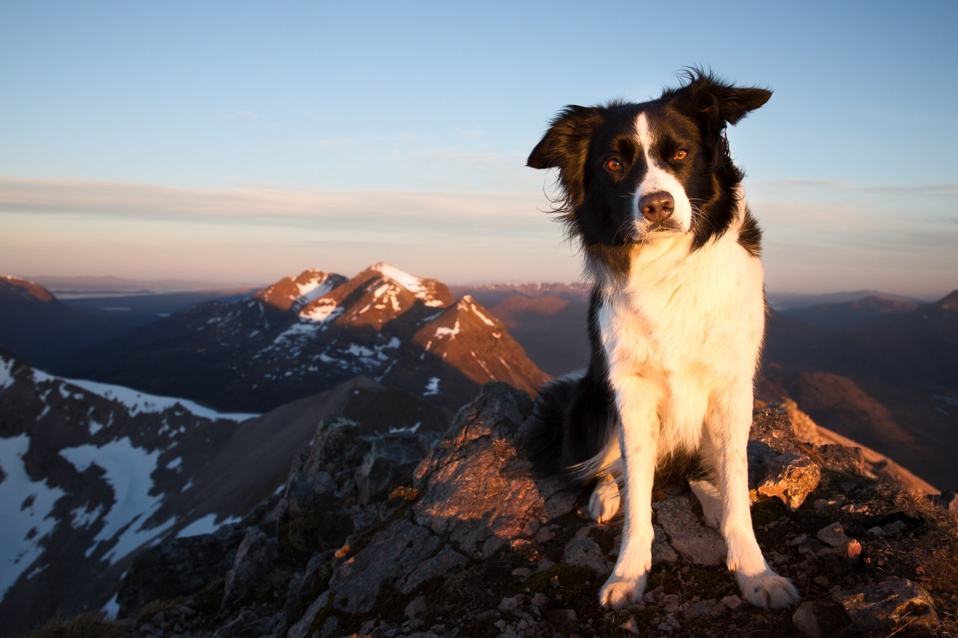 border collie dog view mountain