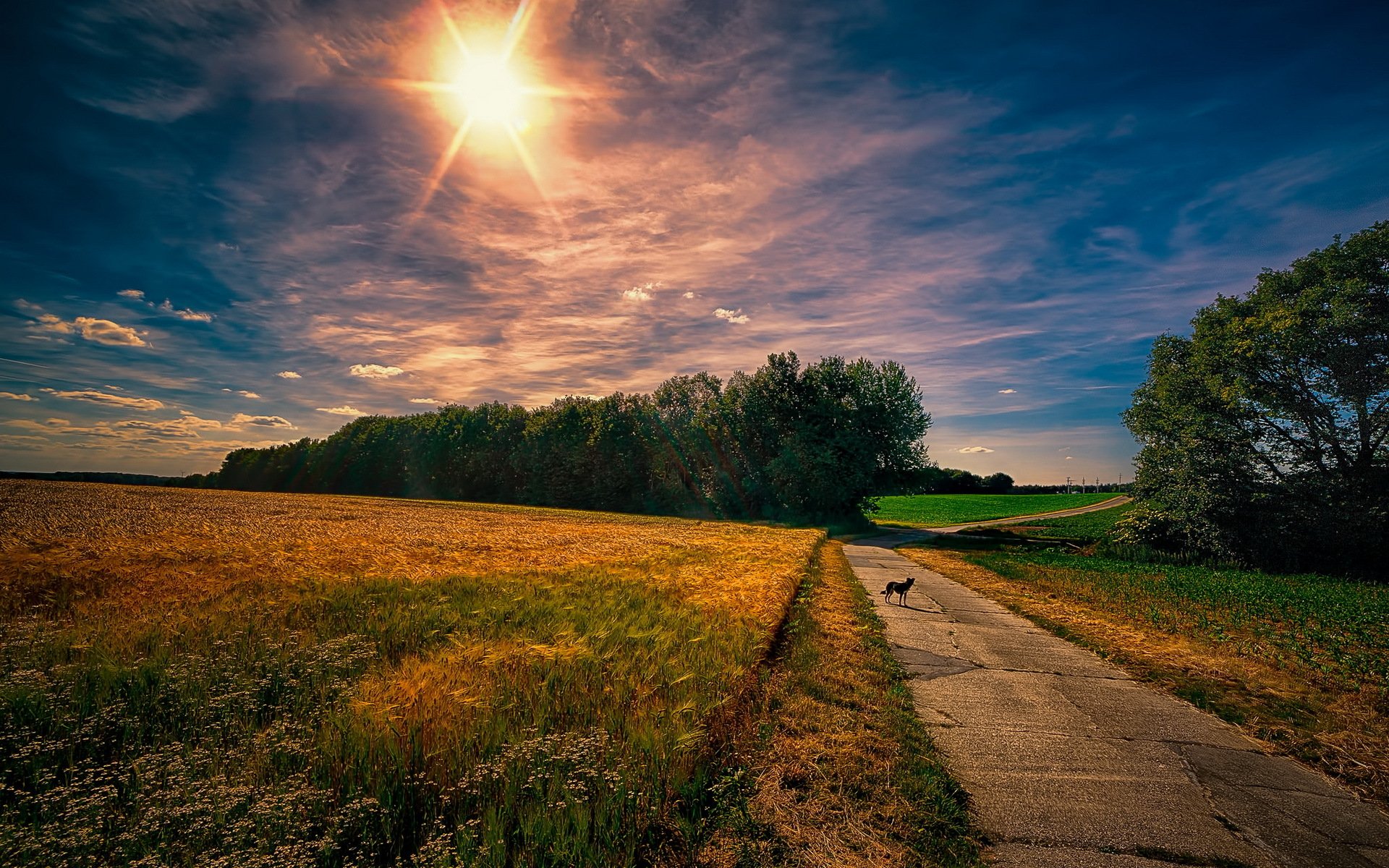 cane mattina strada