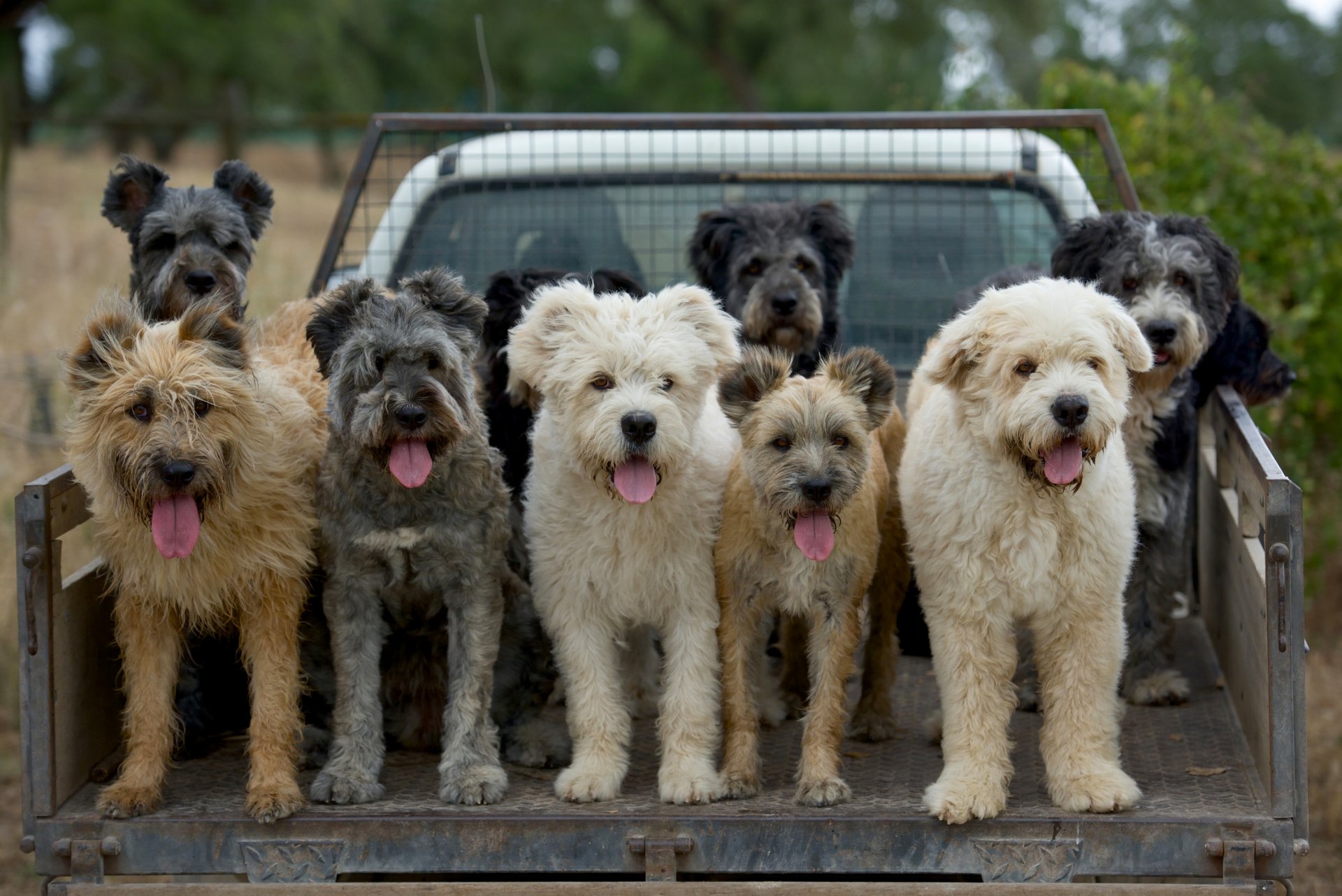 barbado da terceira barbado de terceira schäferhund hunde zungen auto lkw karosserie