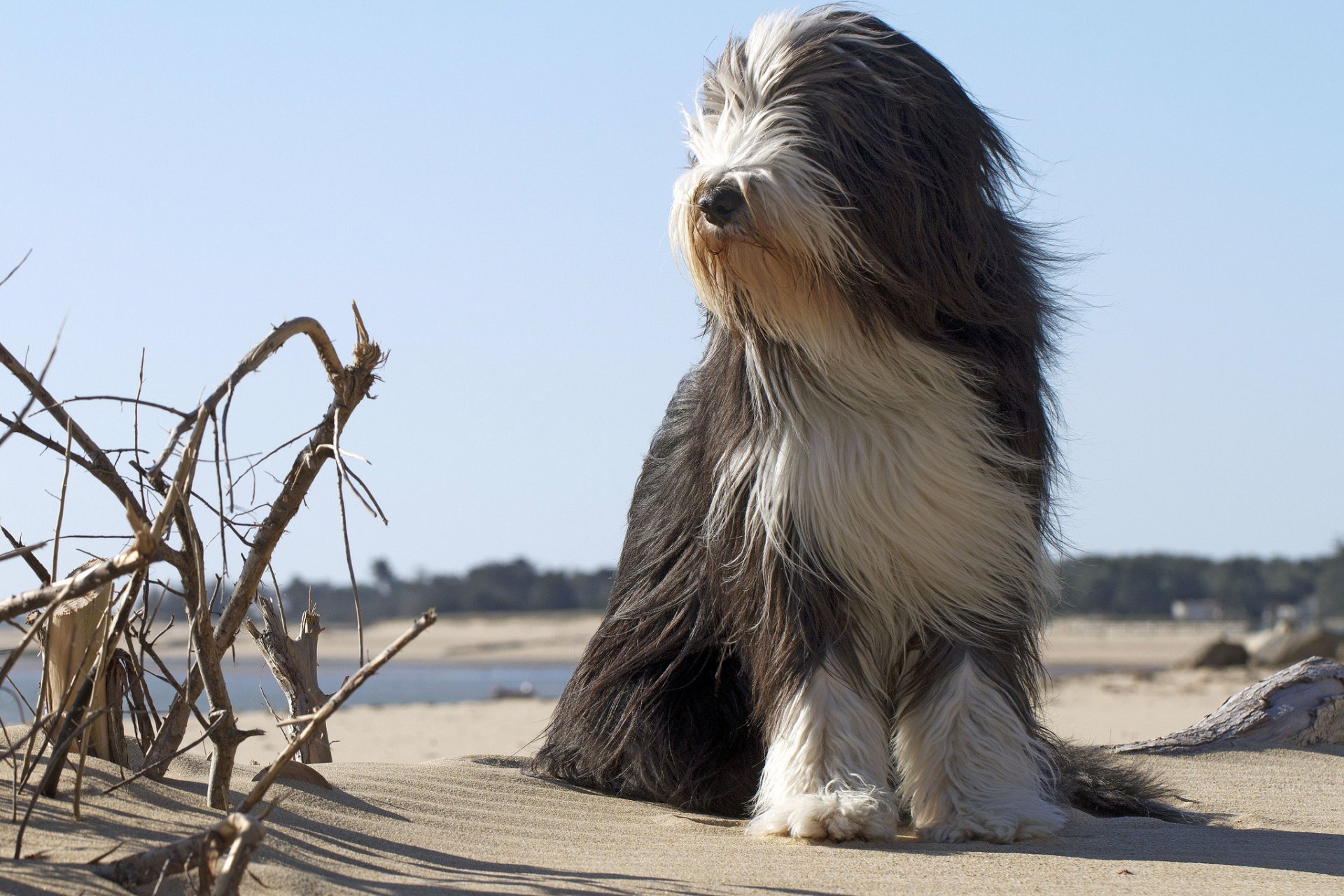 freund hund strand