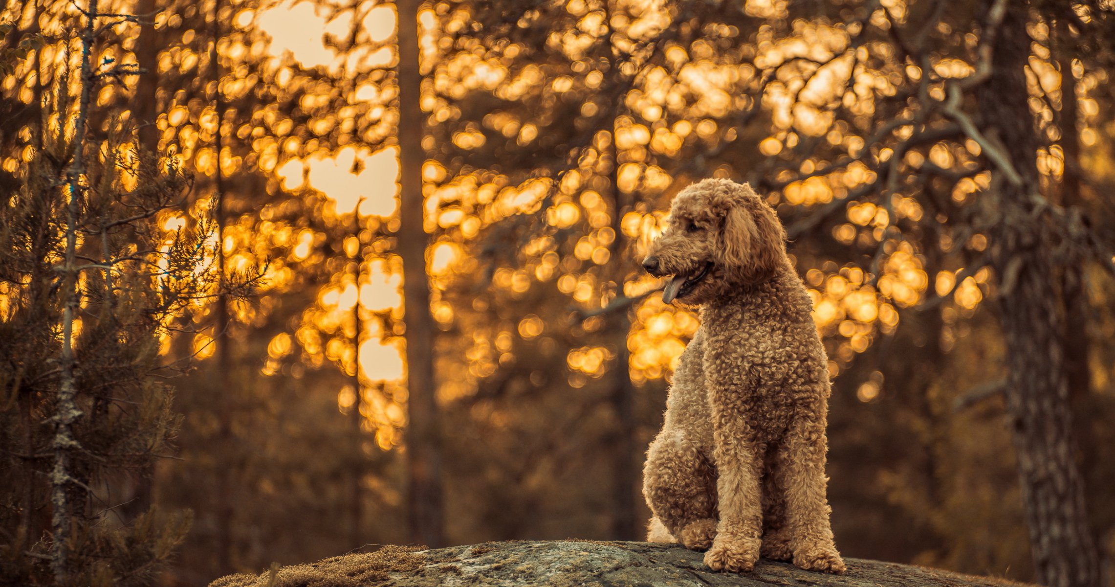 chien vue ami forêt