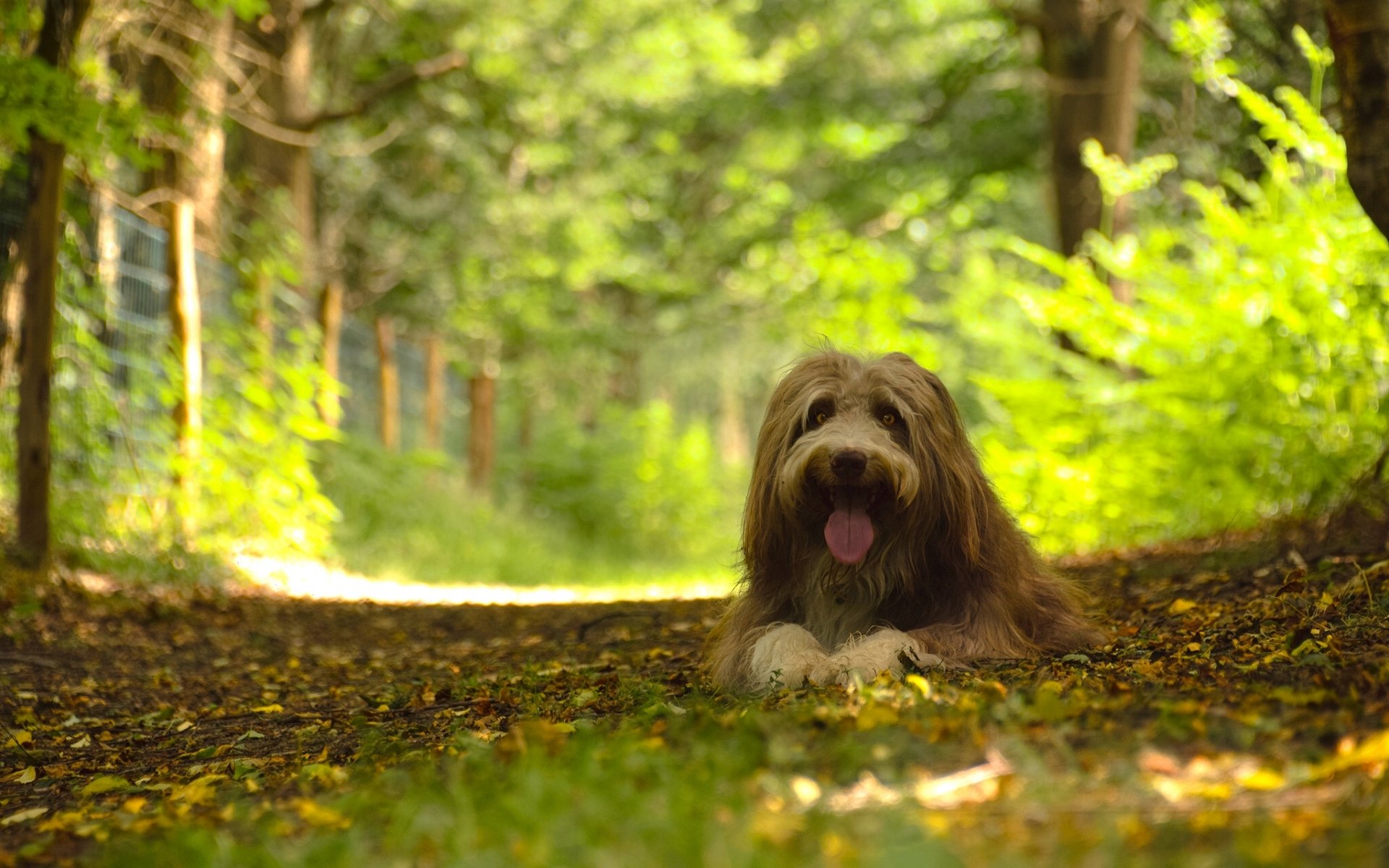 collie barbudo perro bosque