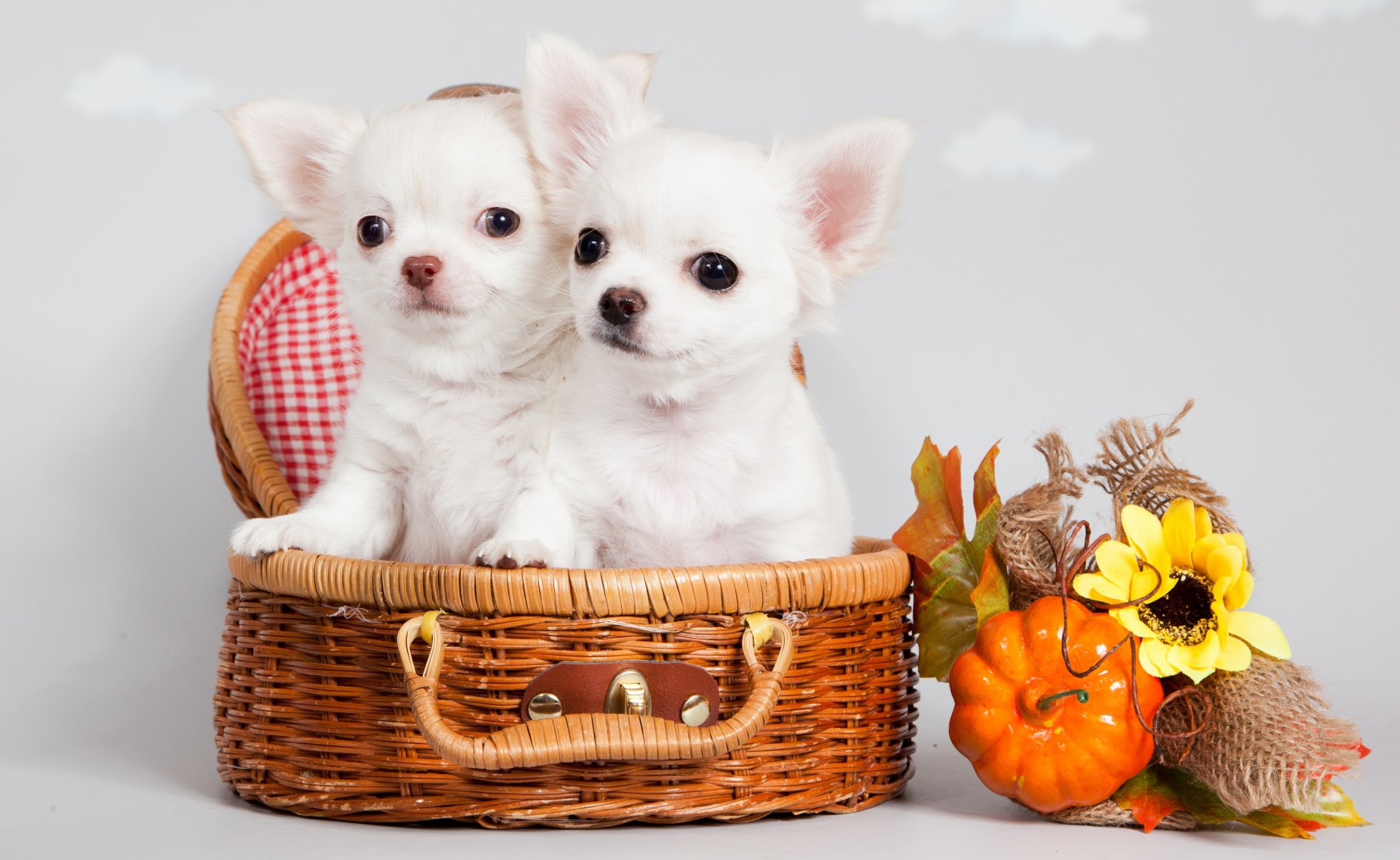 chihuahua puppies shopping cute