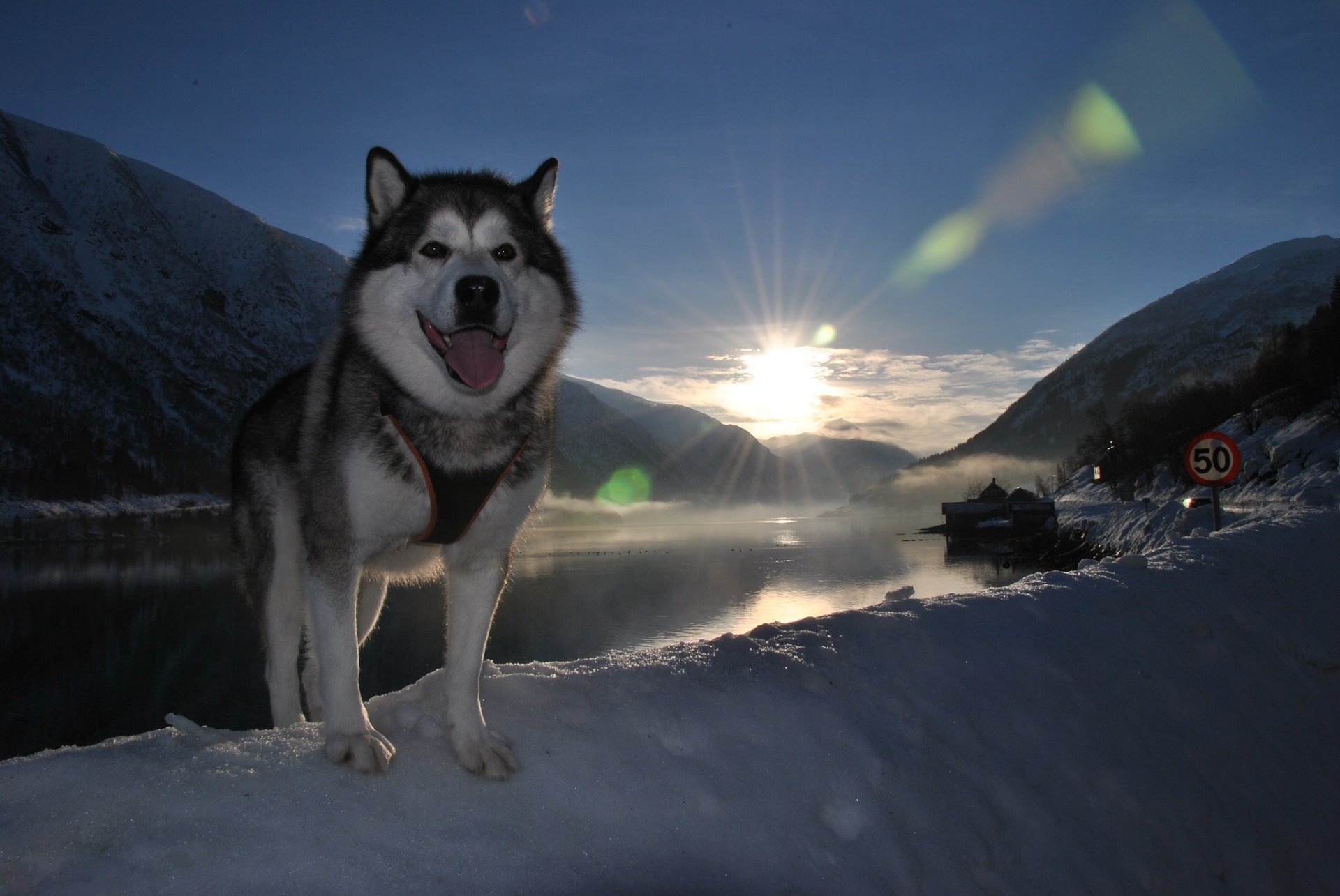 amico cane lingua neve paesaggio