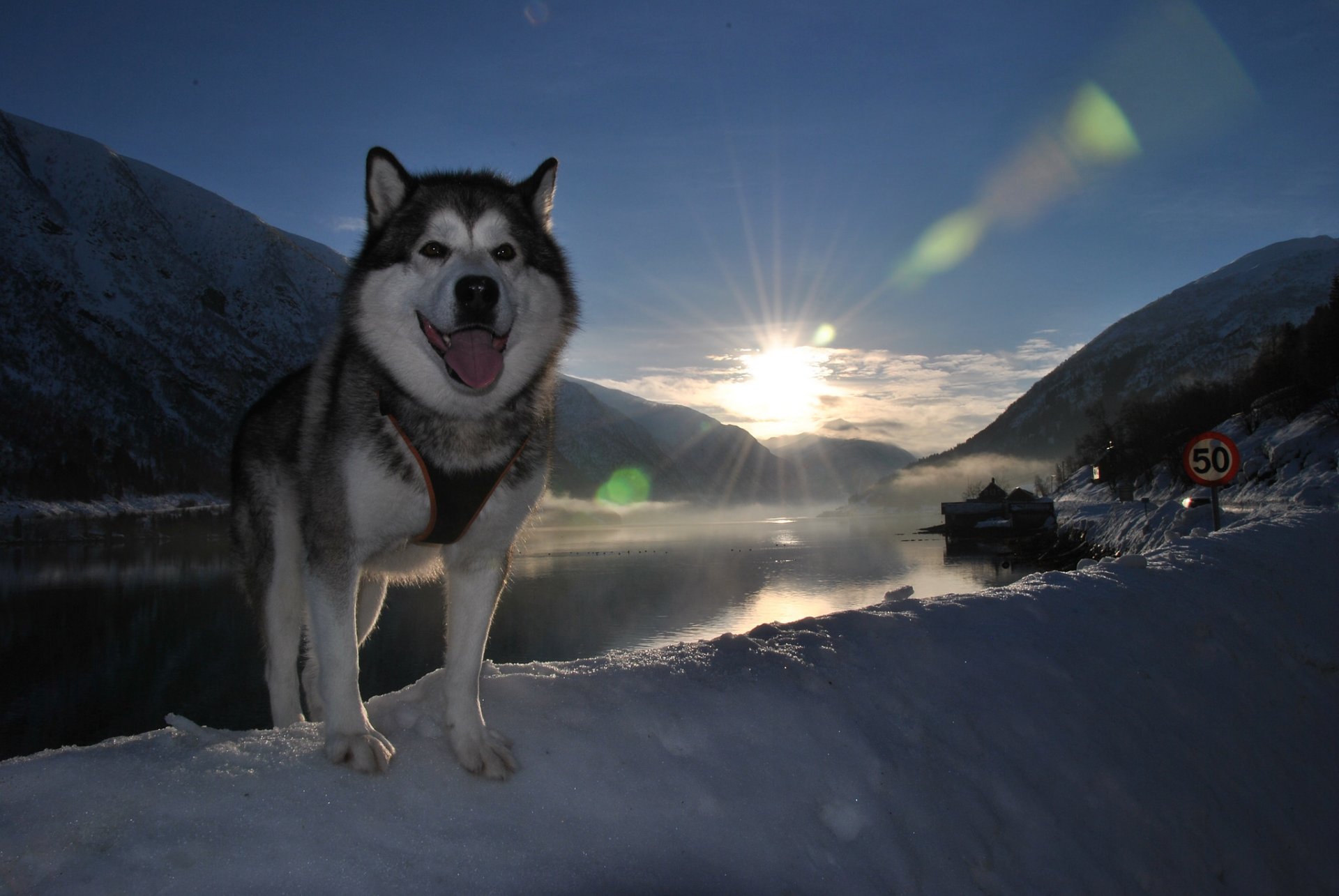 freund hund zunge schnee landschaft