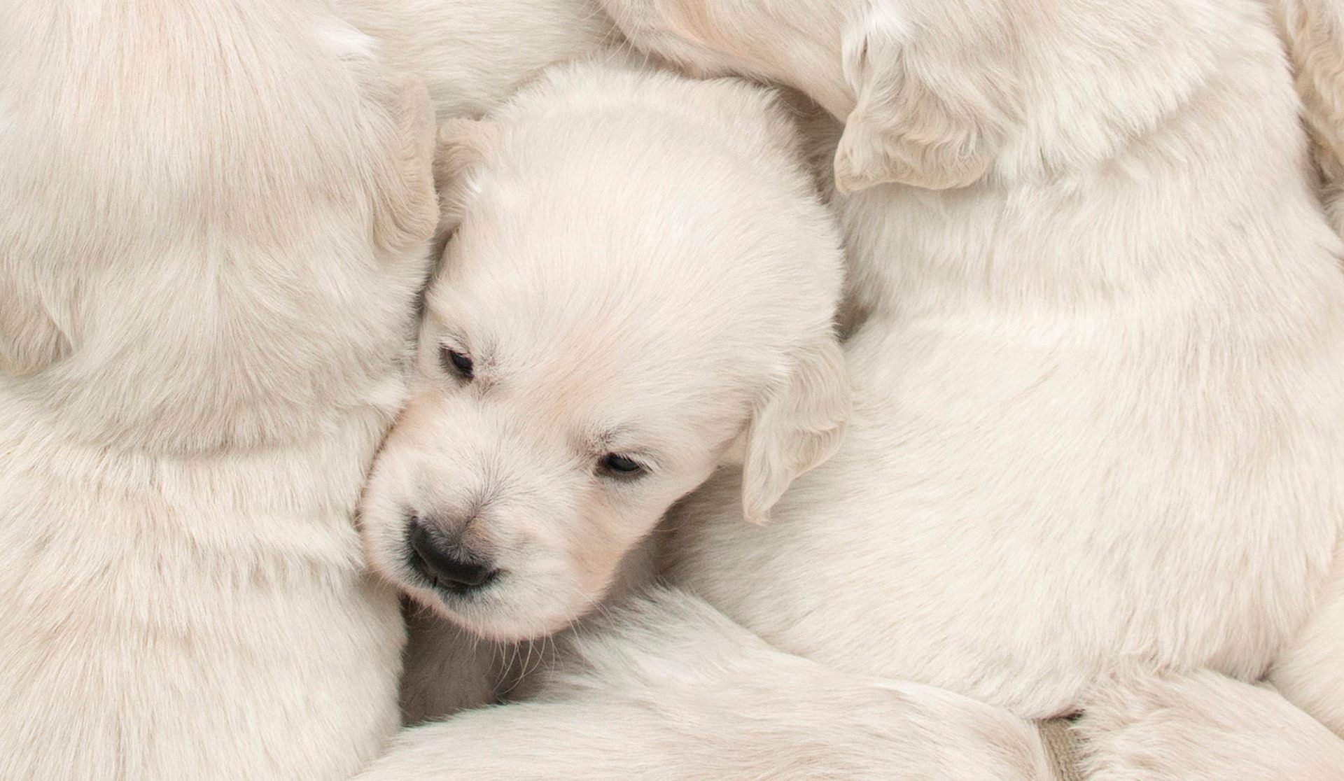 cani cuccioli casa