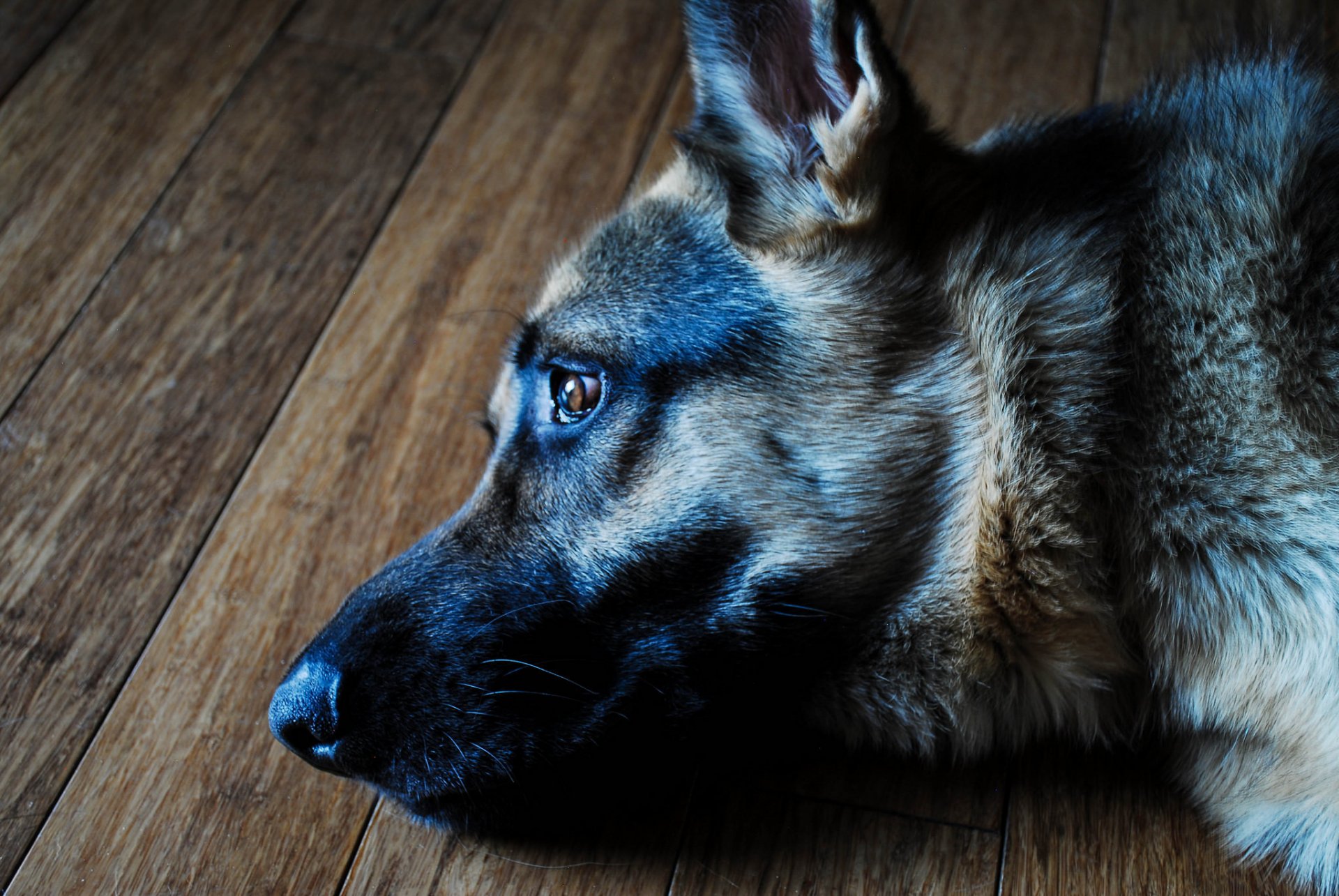 cane da pastore cane sguardo amico