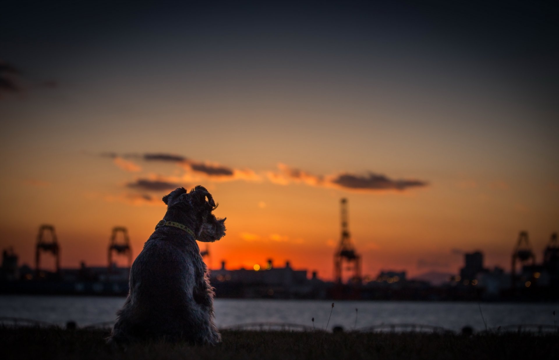 dog sunset river