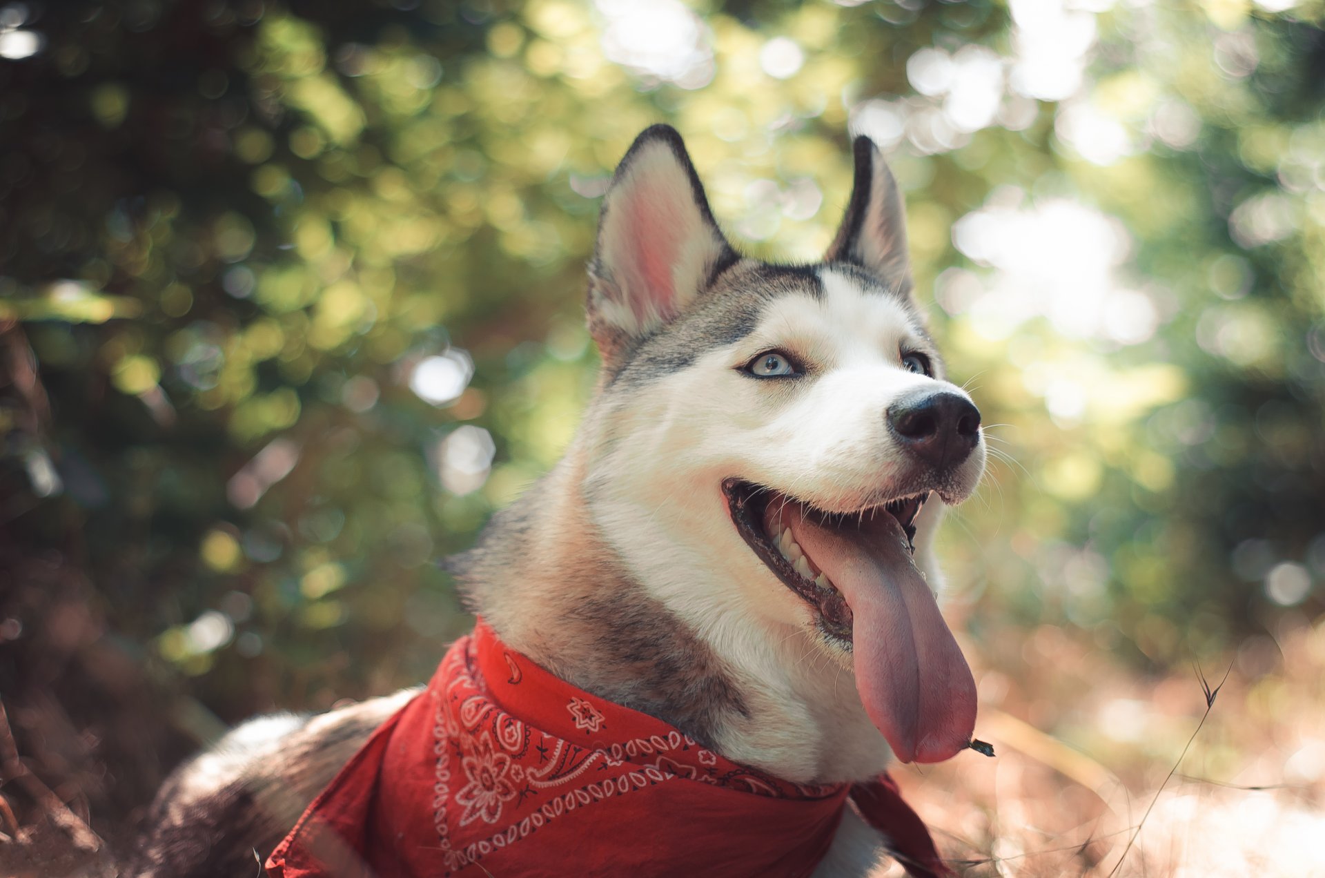 husky laika perro husky vista orejas naturaleza macro