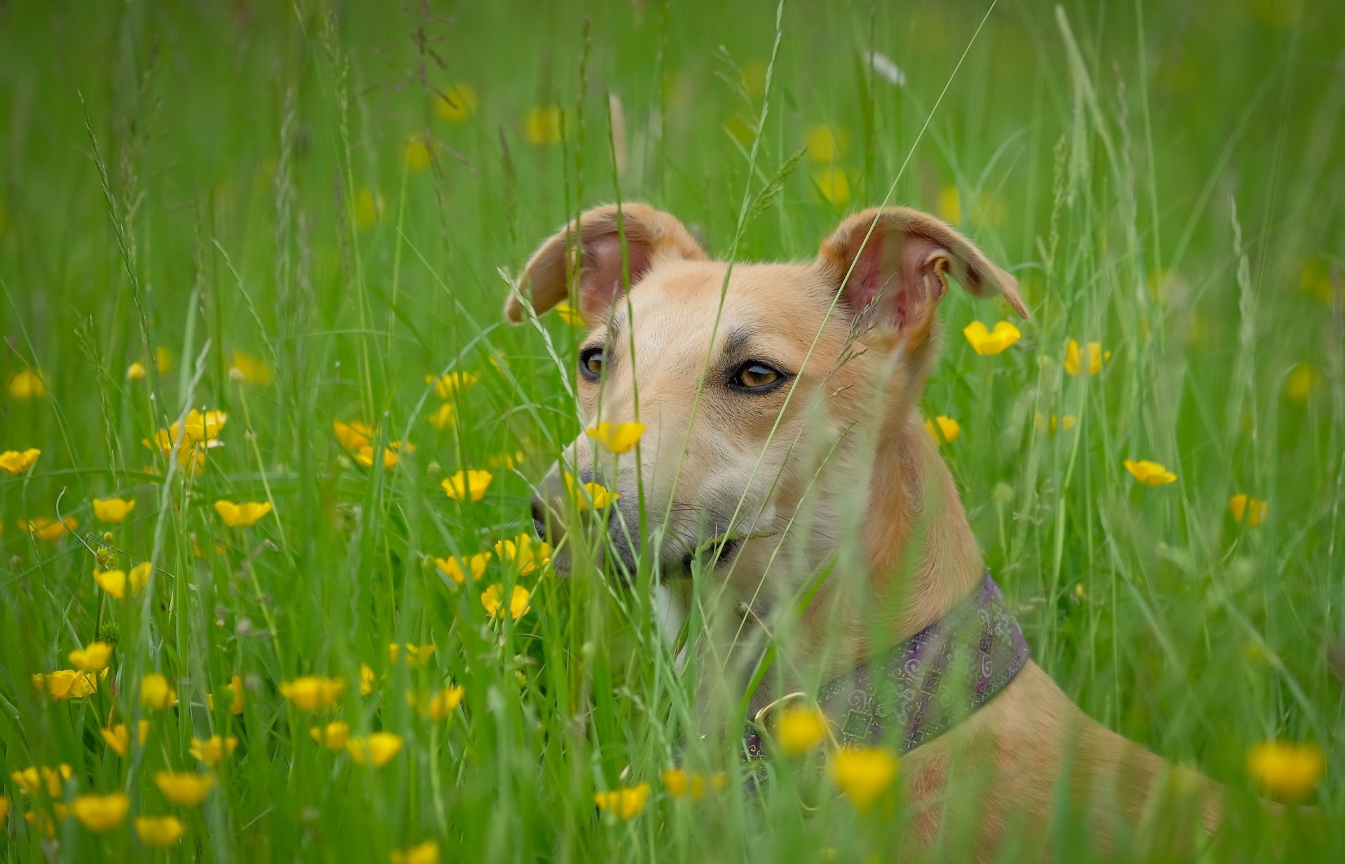 cane sguardo amico