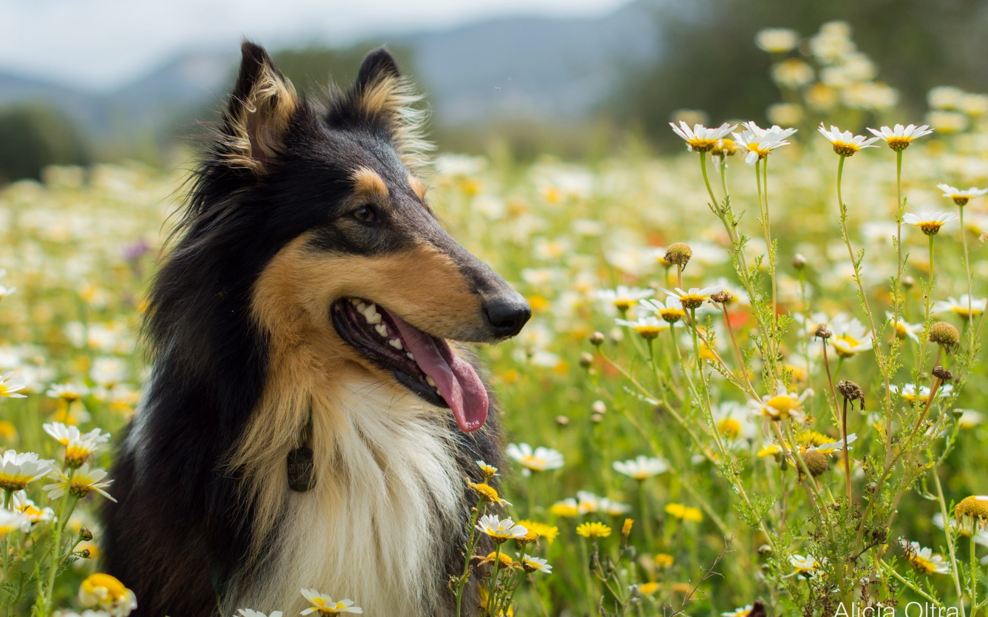 hund blick freund