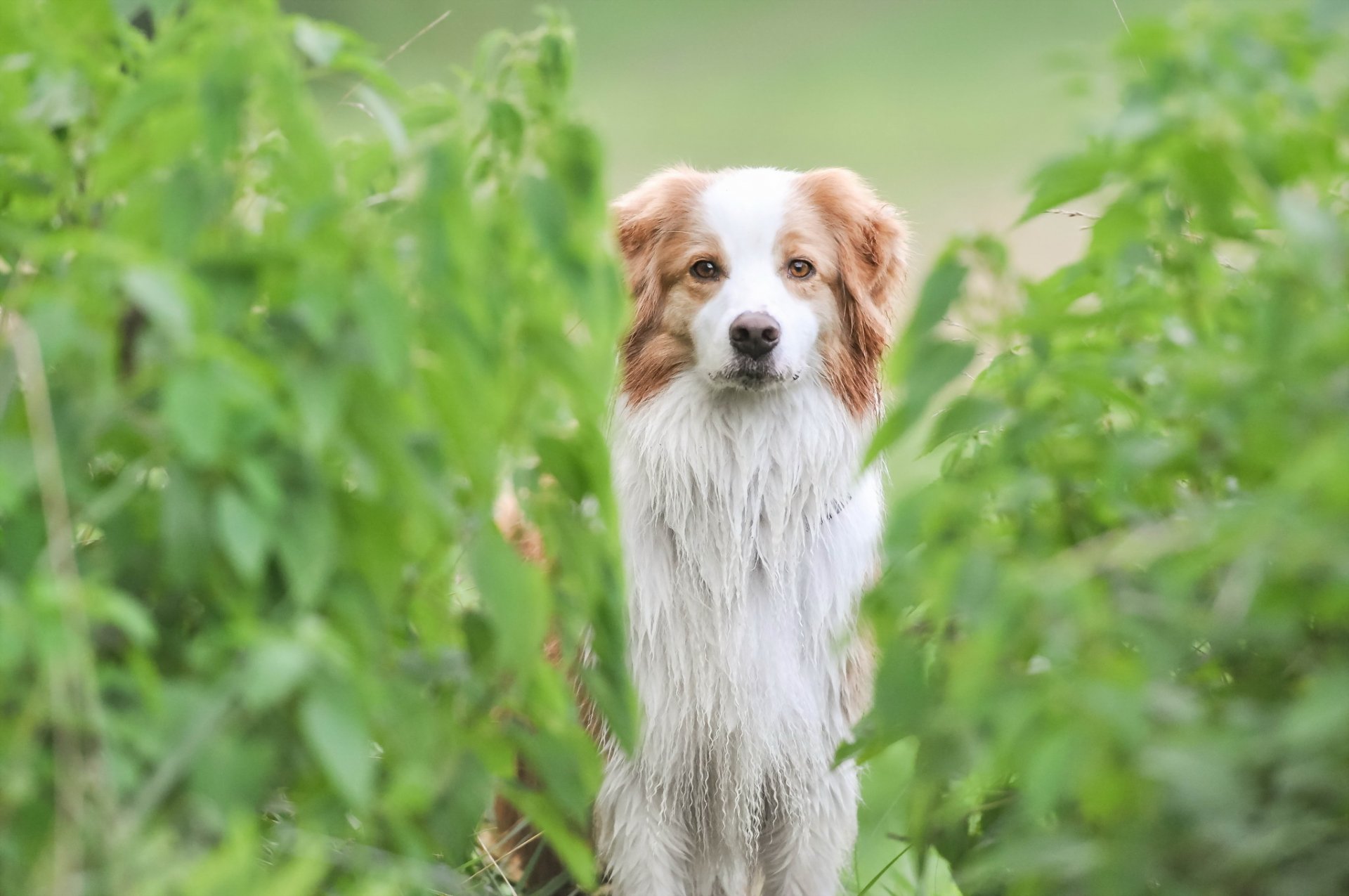 perro mirada amigo