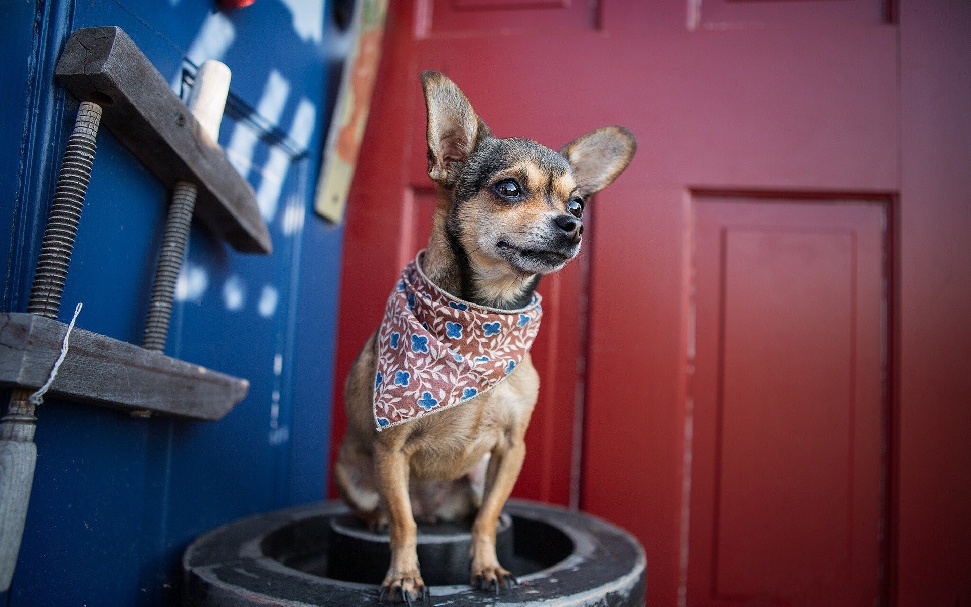 chien bandana chihuahua ami vue